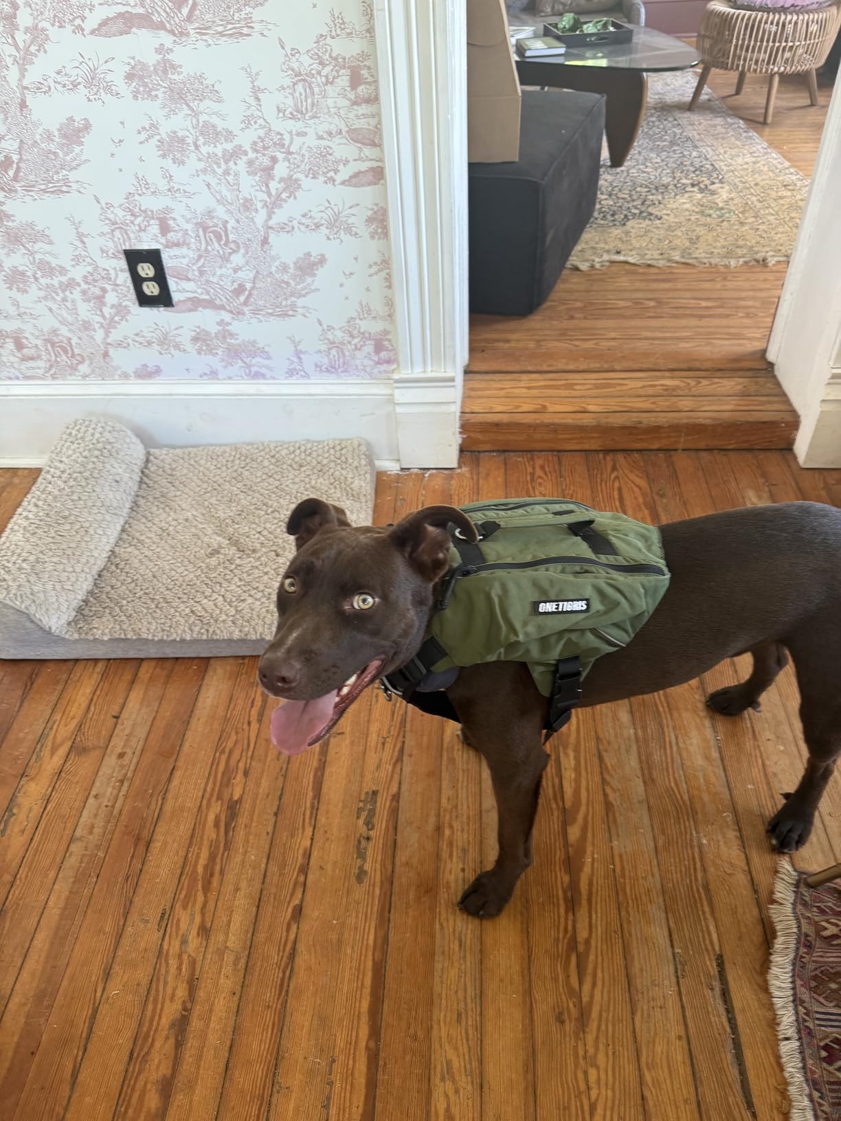 ONETIGRIS Y-Shaped Dog Backpack with Handle, Pockets & No Pull D-Rings, Lightweight Hiking Gear for Dogs Hunting Camping Travel (Medium, Green) customer photo 1