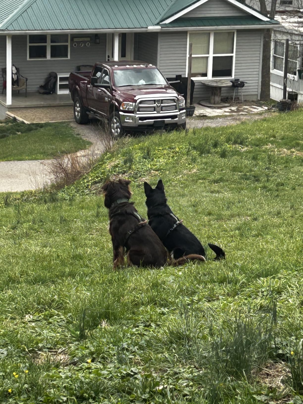 Made to ROAM Premium Dog Collar - Adjustable Heavy Duty Nylon Collar with Quick-Release Metal Buckle (Oregon Haze, Classic Size 3) customer photo 2