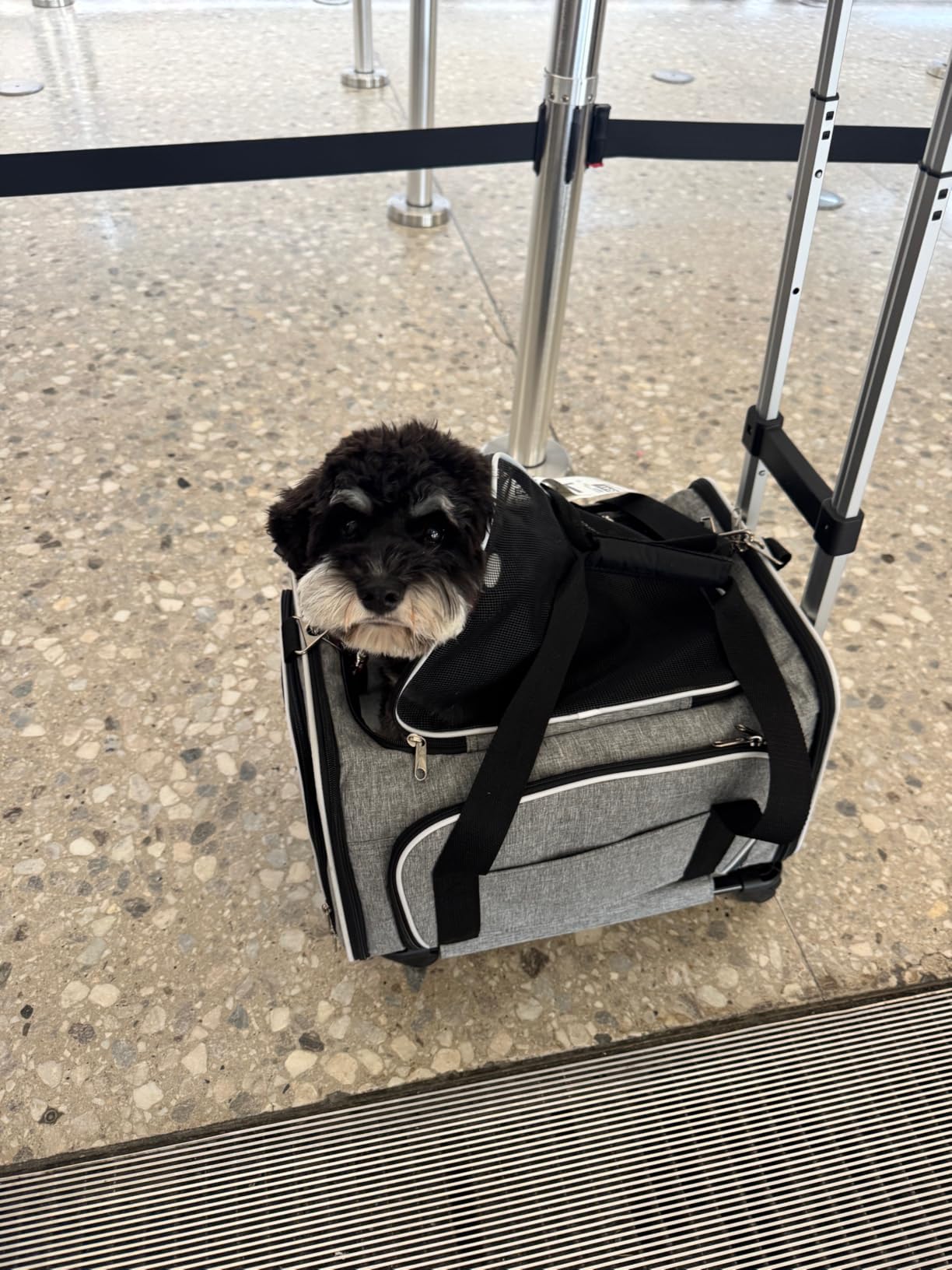Ruff Life 101 Airline Approved Expandable Premium Pet Carrier on Wheels- Two Sided Expandable Rolling Carrier- Designed for Dogs & Cats- Extra Spacious Soft Lined Carrier! (Grey) customer photo 2