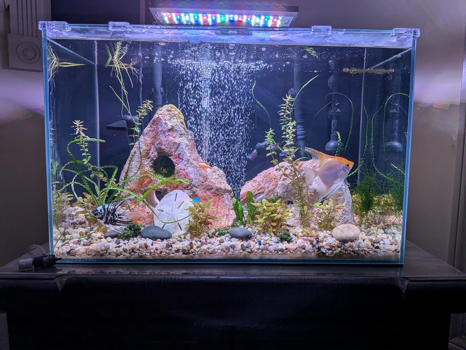 Lifegard Aquatics 20 Gallon Rimless Aquarium, Clear Glass, Ultra Clear Sealant Fish Tank, 6mm Thick with Dense Leveling Mat for Freshwater/Marine, Home or Office Decor (24.40