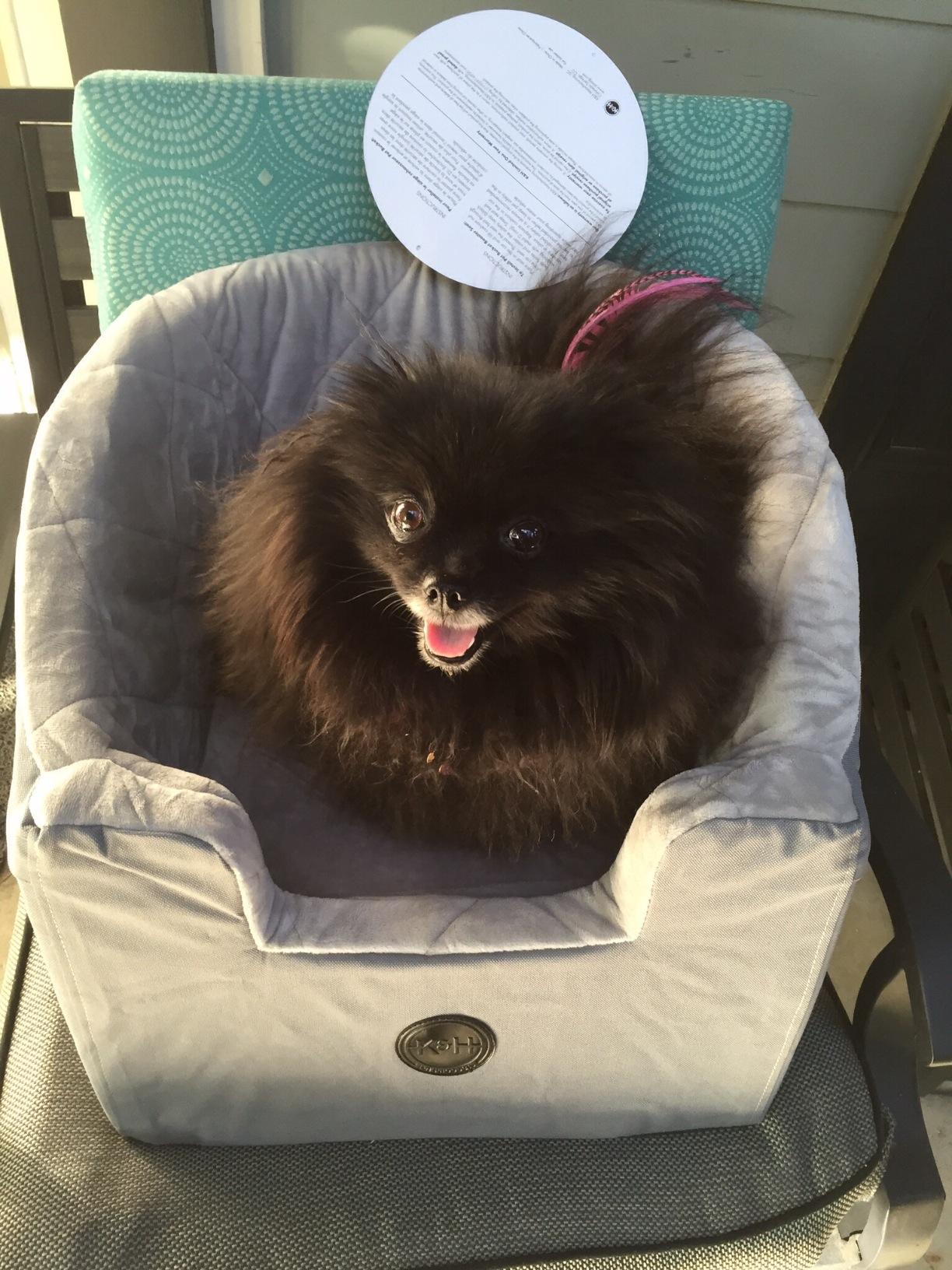 K&H Pet Products Bucket Booster Dog Car Seat for Small Dogs, Seat Belt Secured, 2 Safety Leashes, Washable Covers, Sturdy Pet Booster Seats for Traveling with Pets - Small Black/Cream customer photo 2