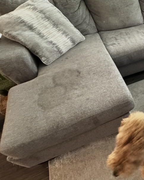 BISSELL Little Green Pet Deluxe Portable Carpet Cleaner, 3353 | Car & auto detailing capability; Gray/Blue colorway; tackles pet messes on upholstery & vehicles customer photo 1