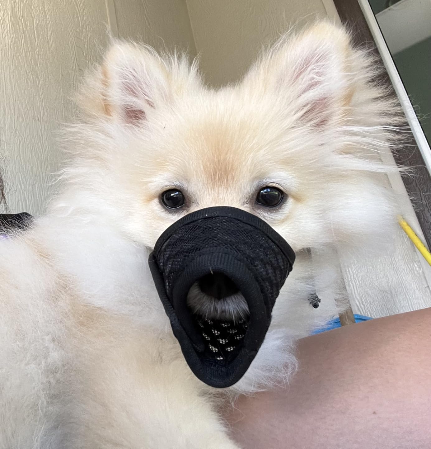 Mayerzon Dog Muzzle, Puppy Soft Mesh Muzzle for Small Medium Large Dogs Chihuahua Poodles Beagle Dachshund Corgis Labrador for Biting Chewing Grooming that Allows Panting Drinking(XXS, Grey) customer photo 1