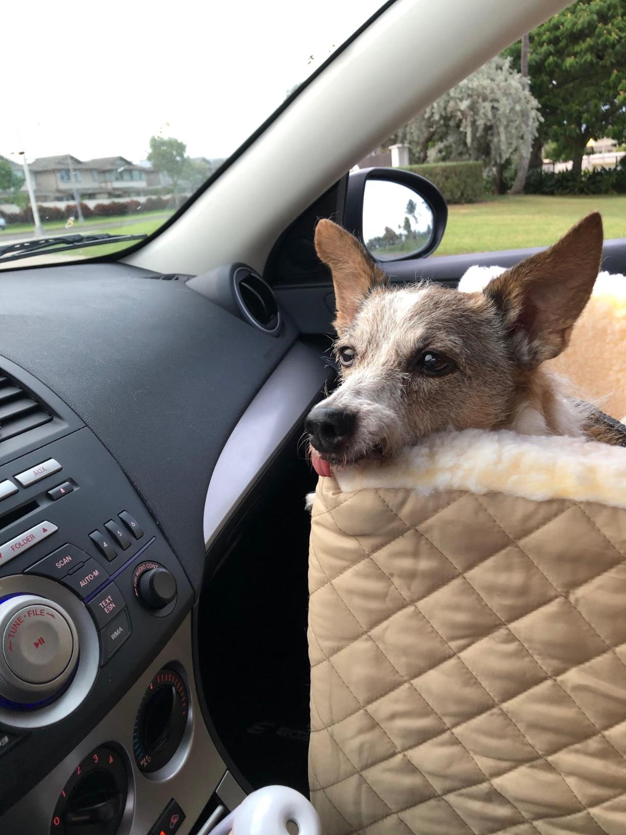 Snoozer Dog Car Seat: Lookout I Dog Booster Car Seat for Pets up to 18lbs, Helps Alleviate Travel Sickness & Fear for Dogs, Removable Washable Cover - Black Diamond, Size Small customer photo 1