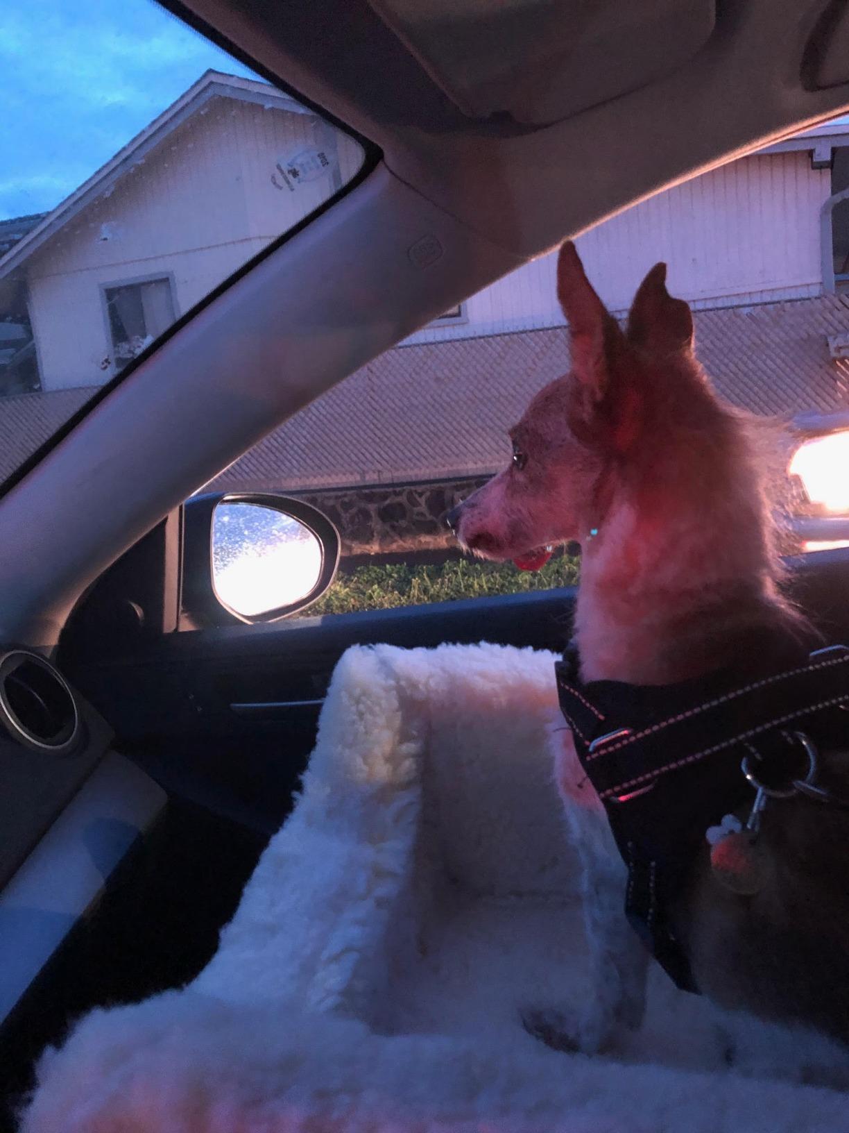 Snoozer Dog Car Seat: Lookout I Dog Booster Car Seat for Pets up to 18lbs, Helps Alleviate Travel Sickness & Fear for Dogs, Removable Washable Cover - Black Diamond, Size Small customer photo 2