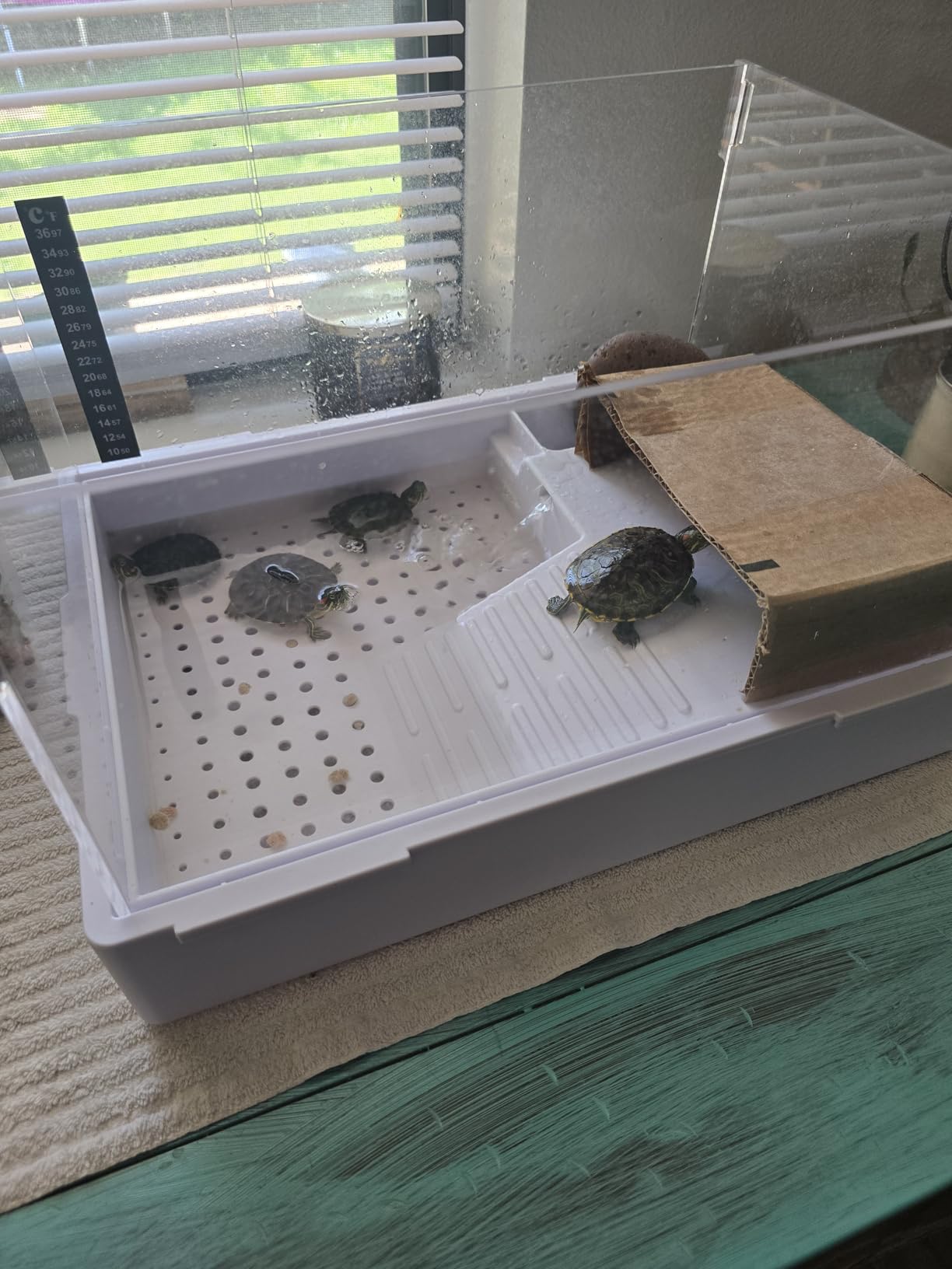 Scratch-Resistant Glass Turtle Tank (15.7x11.8x10 Inch) with Water Filter - Durable Reptile Habitat for Aquatic/Terrestrial Pets, Baby Turtles & Fish | Anti-Scratch Clear Terrarium Aquarium Combo customer photo 1