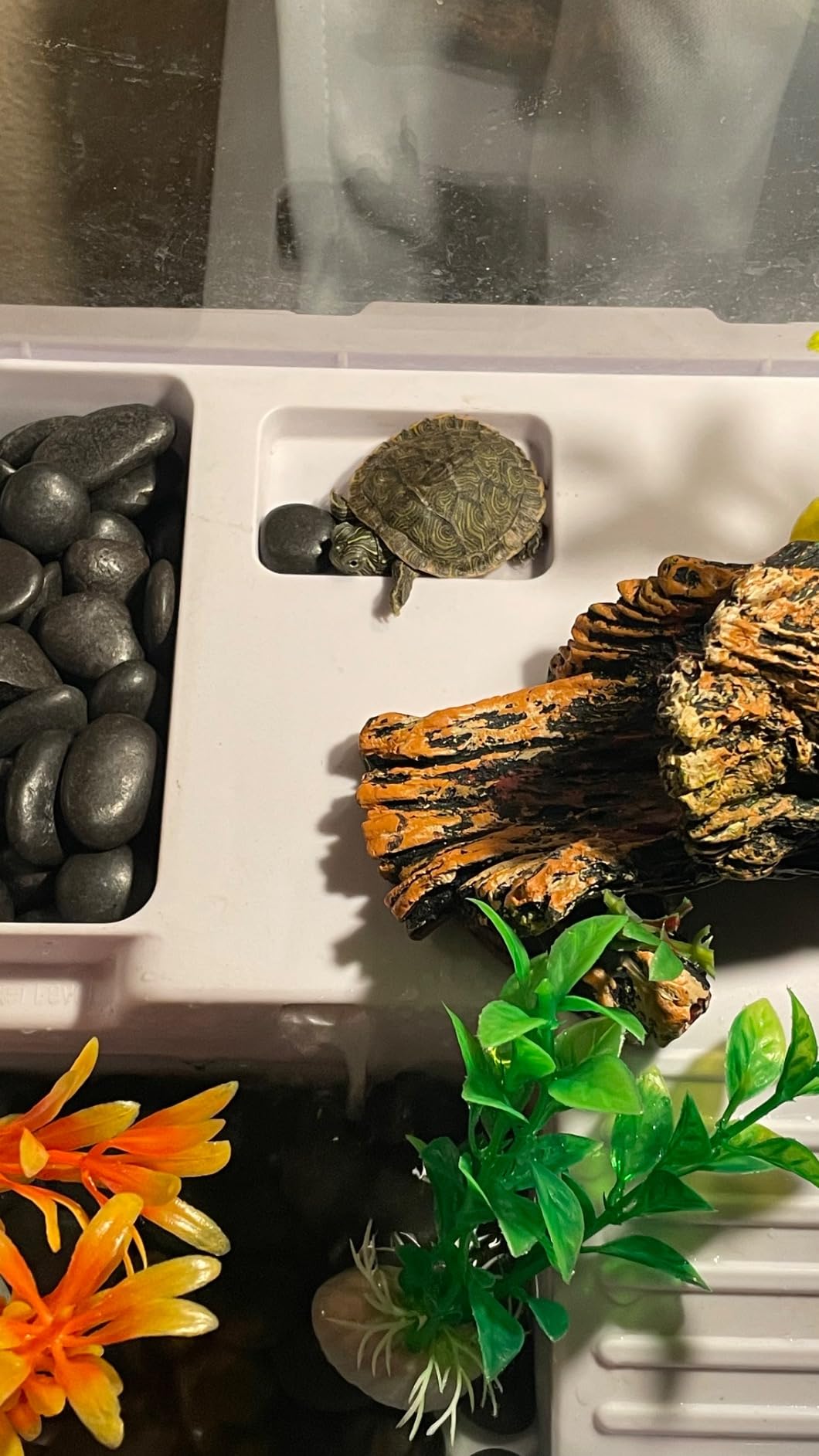 Scratch-Resistant Glass Turtle Tank (15.7x11.8x10 Inch) with Water Filter - Durable Reptile Habitat for Aquatic/Terrestrial Pets, Baby Turtles & Fish | Anti-Scratch Clear Terrarium Aquarium Combo customer photo 2