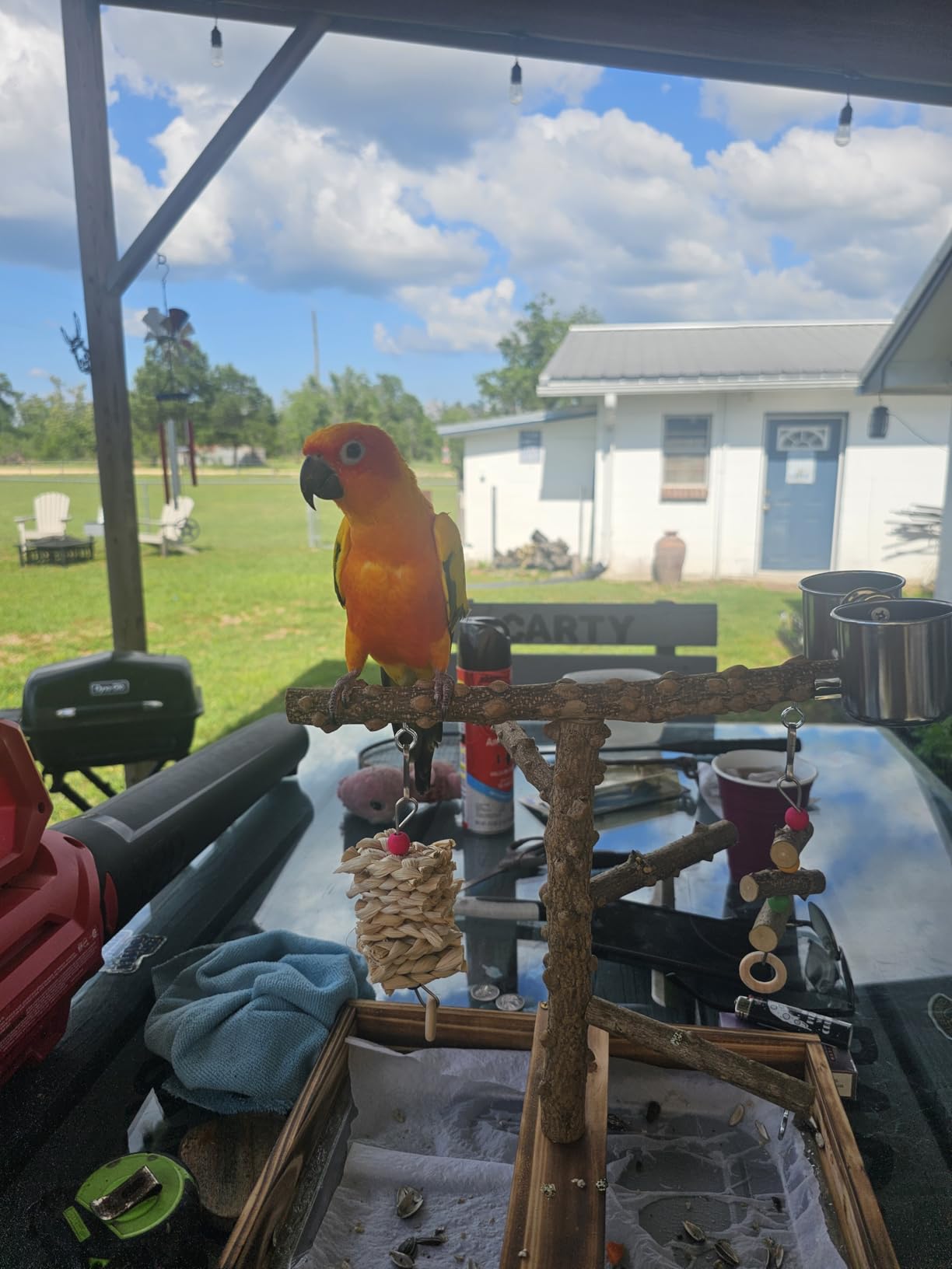 LIMIO Natural Wood Bird Toys Playground, Bird Cage Accessories, Bird Perches, with Removable Tray and 2 Stainless Steel Cups customer photo 2