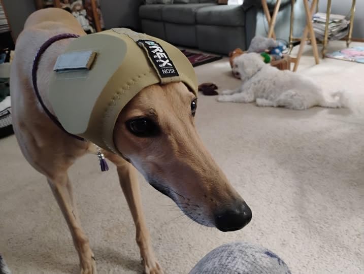 Rex Specs Ear Pro | Noise Cancelling Ear Wraps for Dogs | Dog Ear Muffs Noise Protection (02, Black) customer photo 1