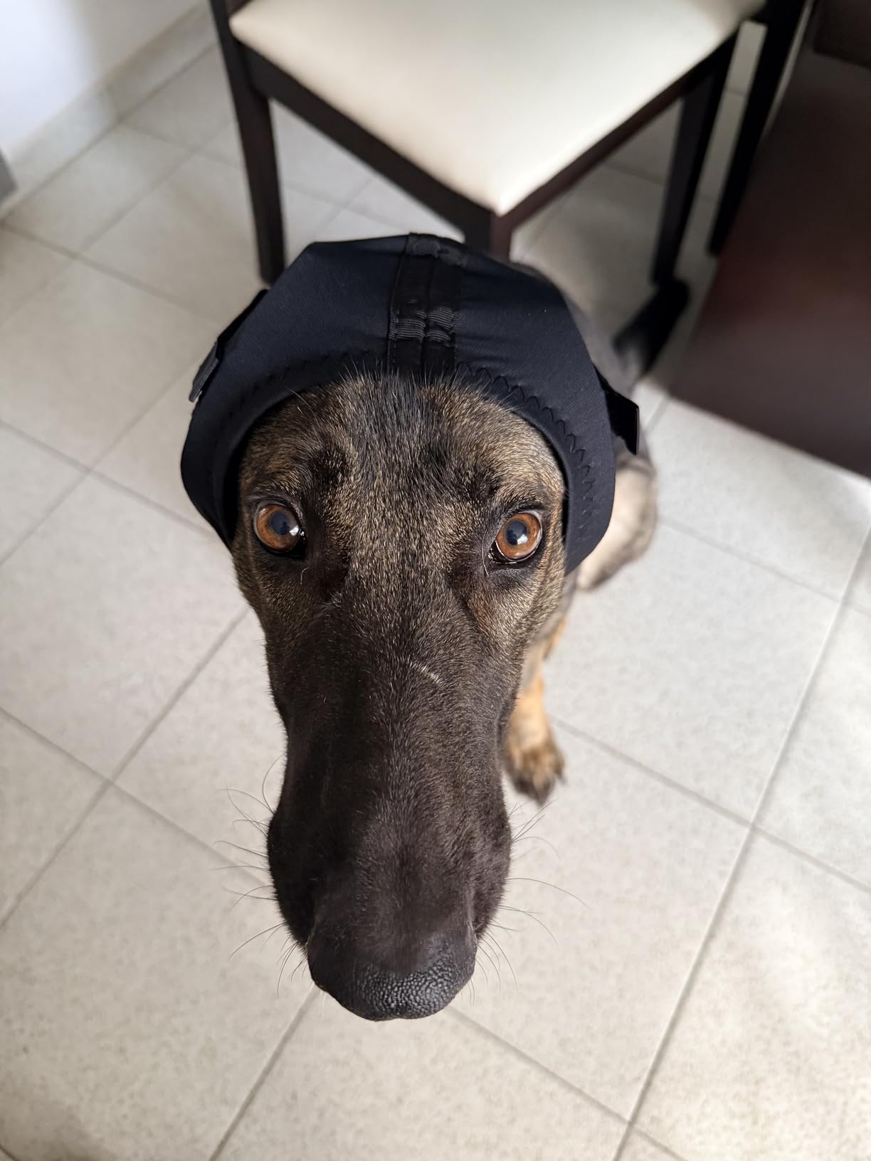 Rex Specs Ear Pro | Noise Cancelling Ear Wraps for Dogs | Dog Ear Muffs Noise Protection (02, Black) customer photo 2