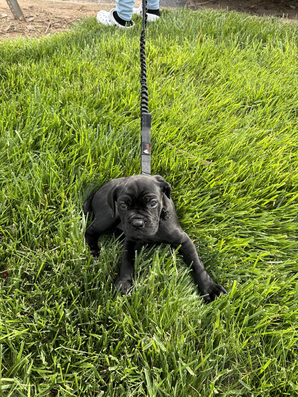 Wolf Tactical Bungee Dog Leash - Heavy Duty No Pull Leash for Large Dogs - Black customer photo 2