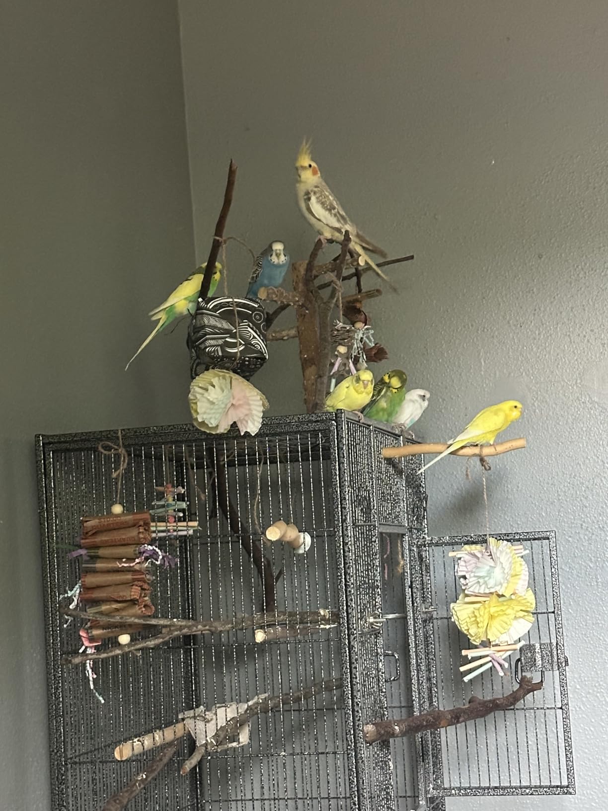 HSM 53 Inch Wrought Iron Large Bird Flight Cage with Rolling Stand for African Grey Parrot Cockatiel Sun Parakeet Conure Lovebird Canary customer photo 1