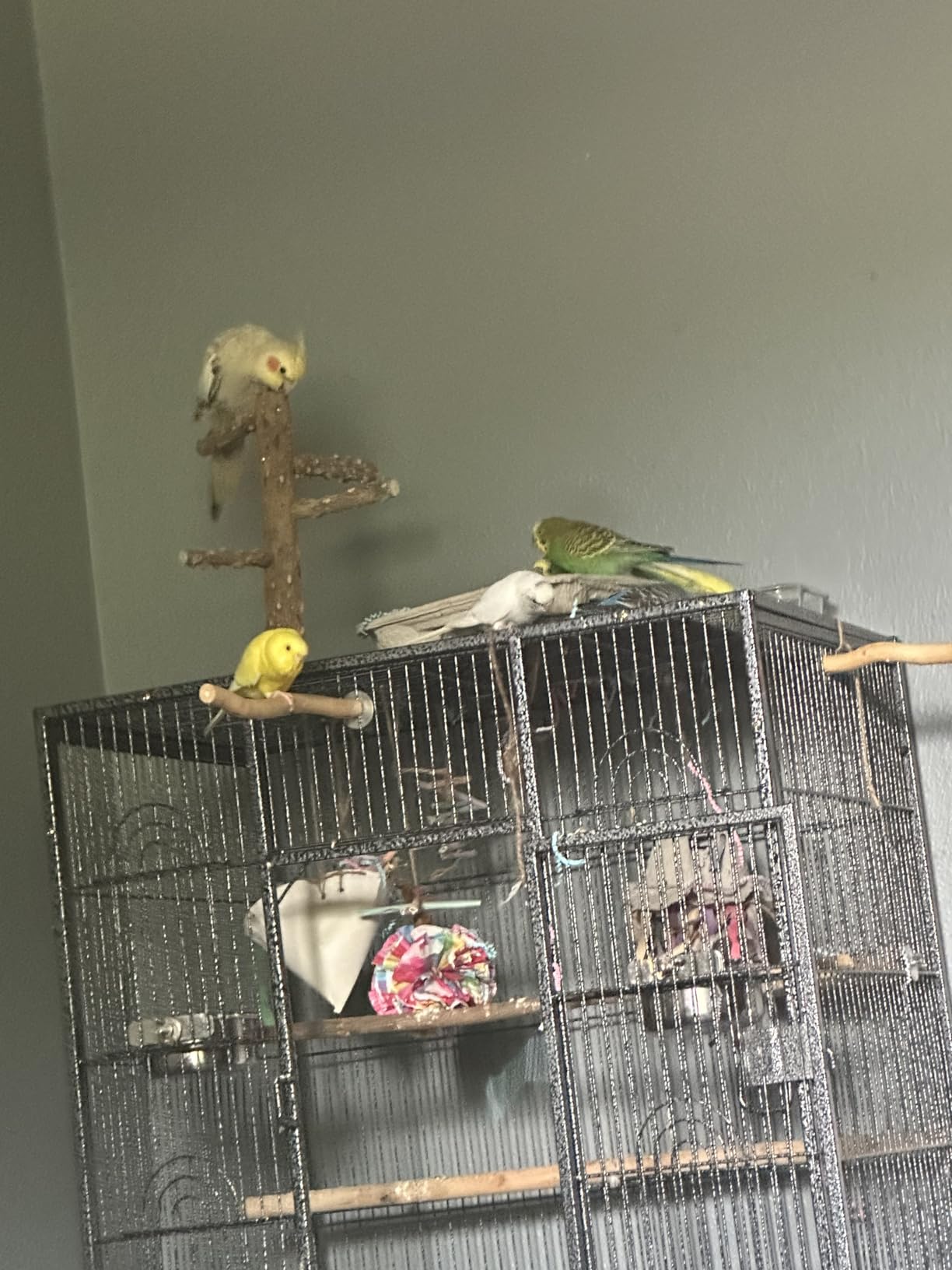HSM 53 Inch Wrought Iron Large Bird Flight Cage with Rolling Stand for African Grey Parrot Cockatiel Sun Parakeet Conure Lovebird Canary customer photo 2