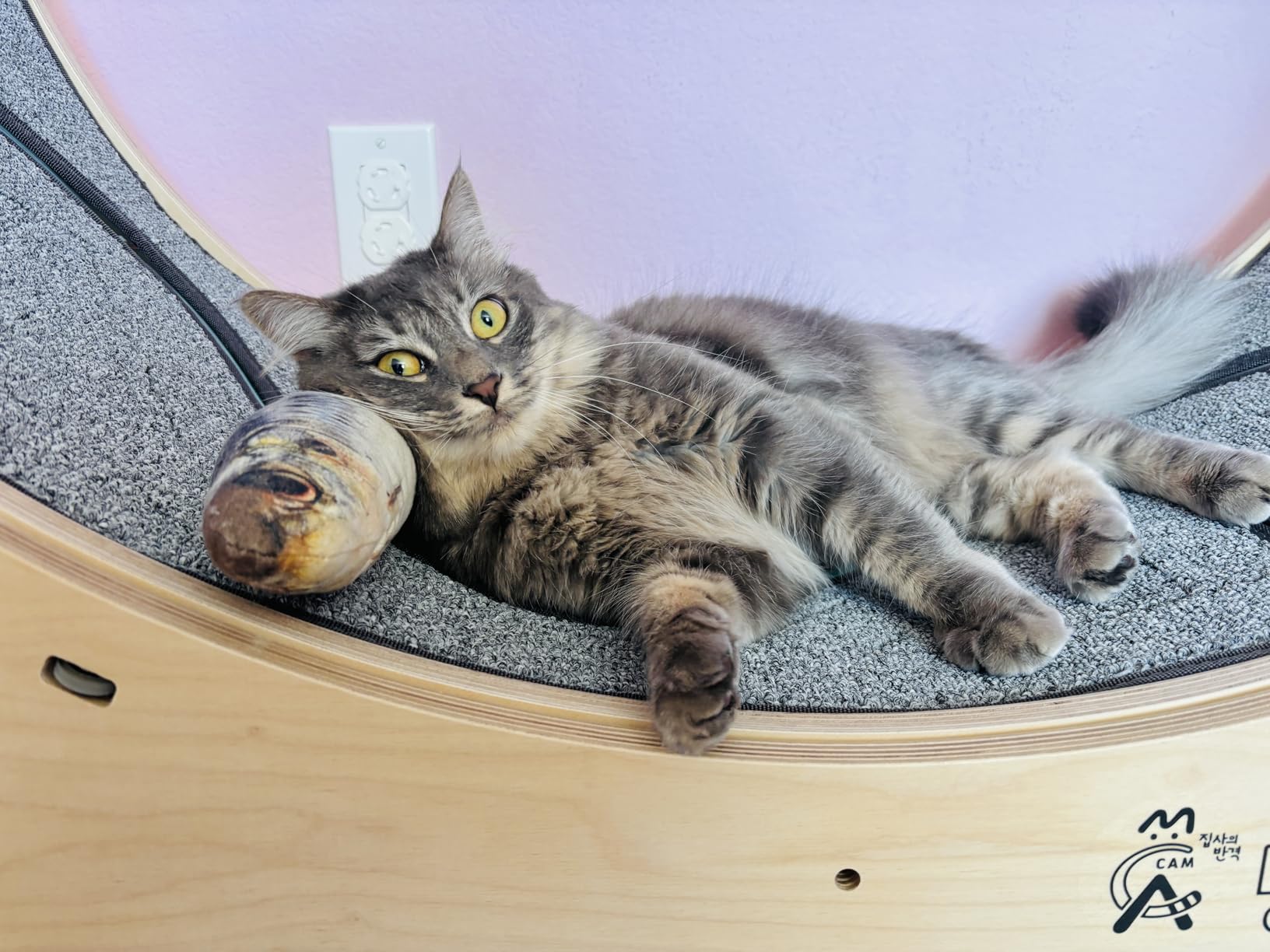Star Cat Wheel, Cat Treadmill, Exercise Wheel for Running, Spinning, Scratching, and Climbing for Indoor Cats, Premium Birch Wood, 41.7 inch L Size customer photo 1