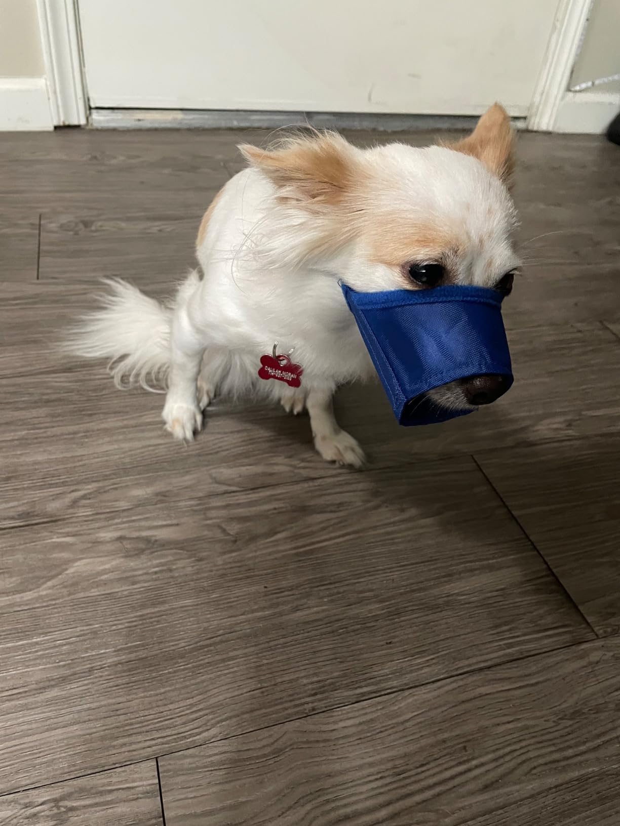 Parts Express Dog, Soft Anti-Biting Barking Chewing, Breathable Waterproof Adjustable for Small Medium Dogs, Blue (S) customer photo 1