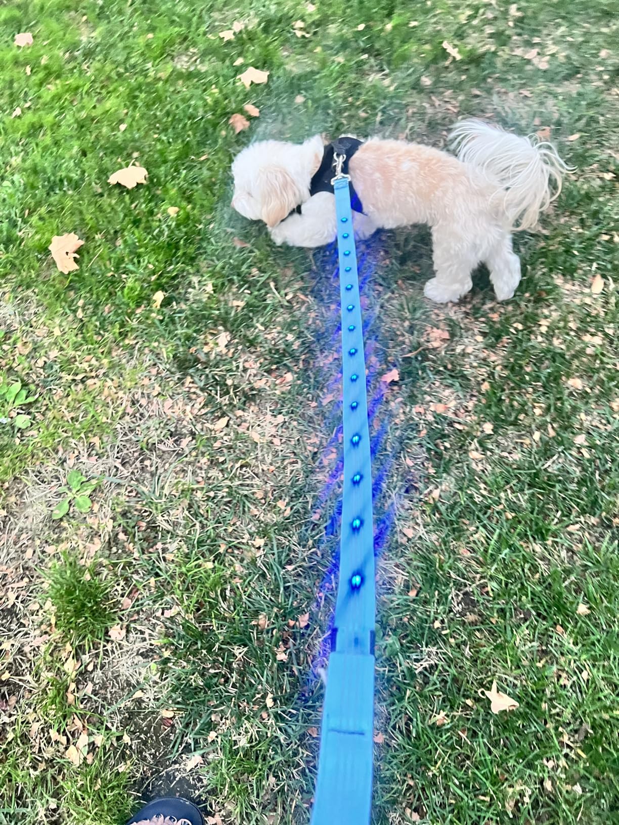 Illumifun LED Dog Leash, USB Rechargeable Glowing Light Up Dog Leash, Nylon Flashing Safety Pet Light for Night Walking (Green II) customer photo 1