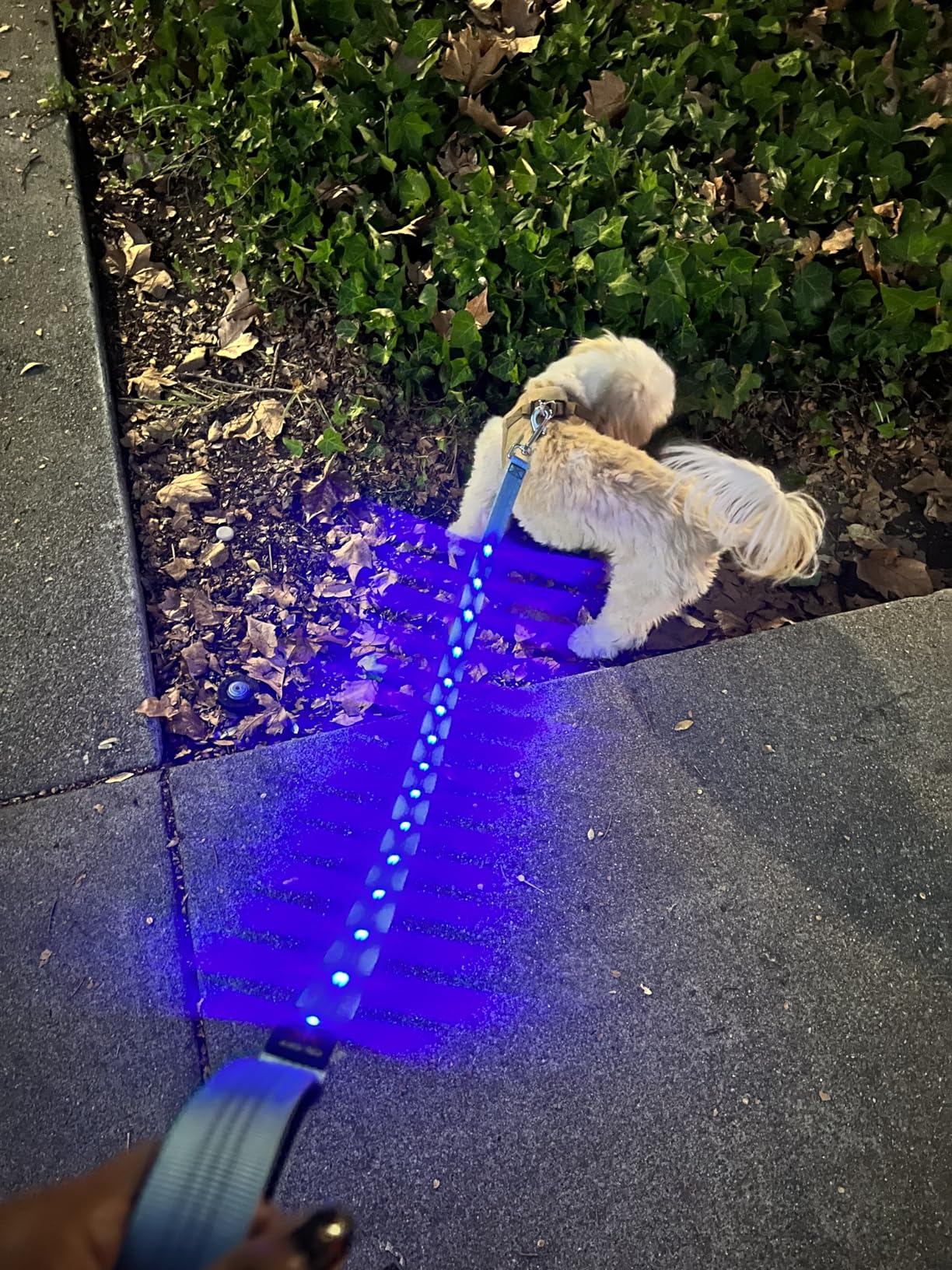 Illumifun LED Dog Leash, USB Rechargeable Glowing Light Up Dog Leash, Nylon Flashing Safety Pet Light for Night Walking (Green II) customer photo 2