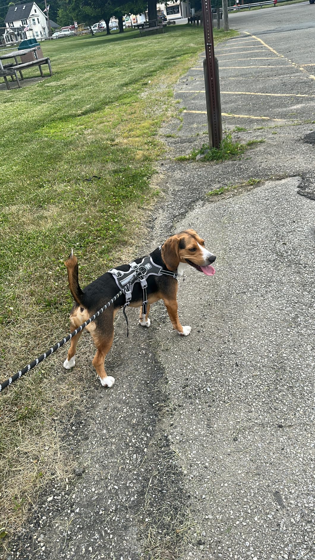 Huntboo Escape Proof Dog Harness, Escape Artist Harness, Fully Reflective Harness with Padded Handle, Breathable, Durable, Adjustable Vest for Medium Dogs Walking, Training, and Running Gear (Pink, M) customer photo 1