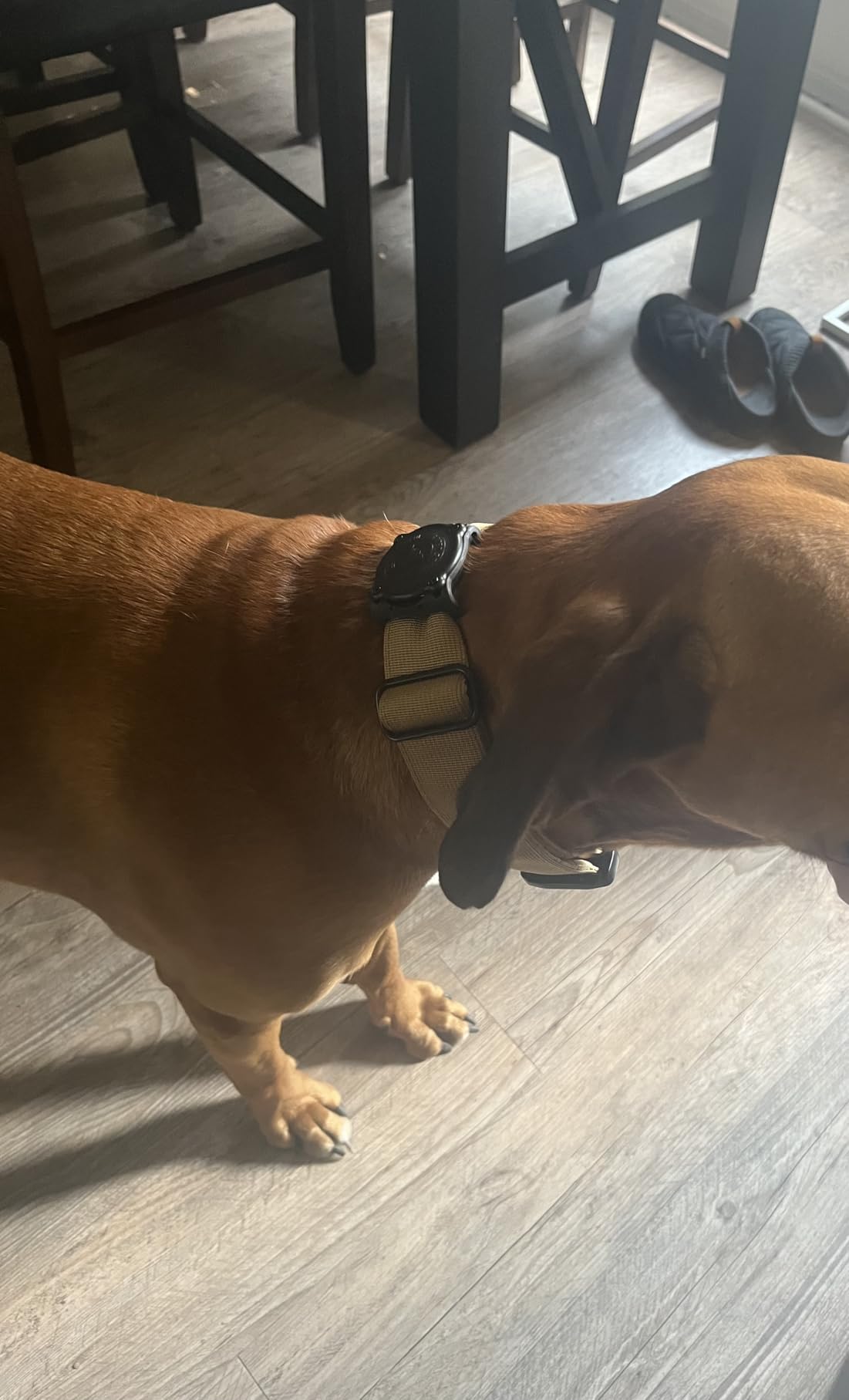 SÄKER IP68 Waterproof The Safest AirTag Dog Collar Holder, Dustproof, Ultra-Durable, Fits Up to 1.5