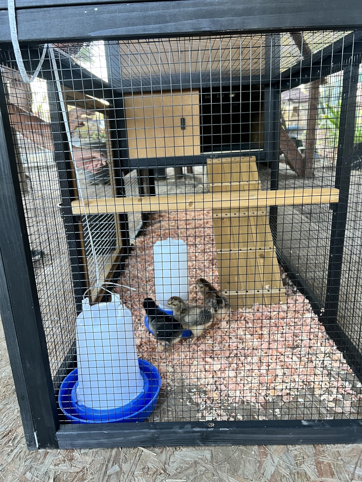 Petsfit Large Chicken Coop with Upgraded Perches, Wooden Outdoor Chicken Cage with Large Nesting Box, Weatherproof Open Asphalt Roof & Removable Bottom, Duck House, Rabbit Hutch customer photo 1