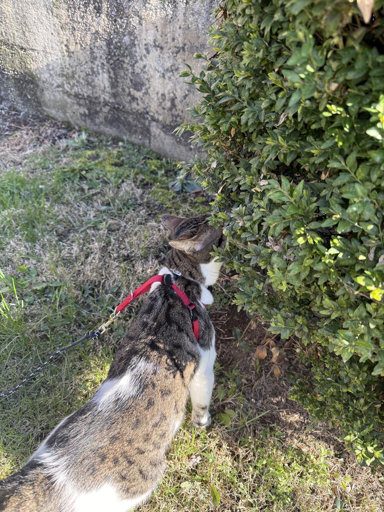Houdini™ Escape Proof Cat Harness and Leash Set by OutdoorBengal – Black, Medium Cat Harness for Walking customer photo 1