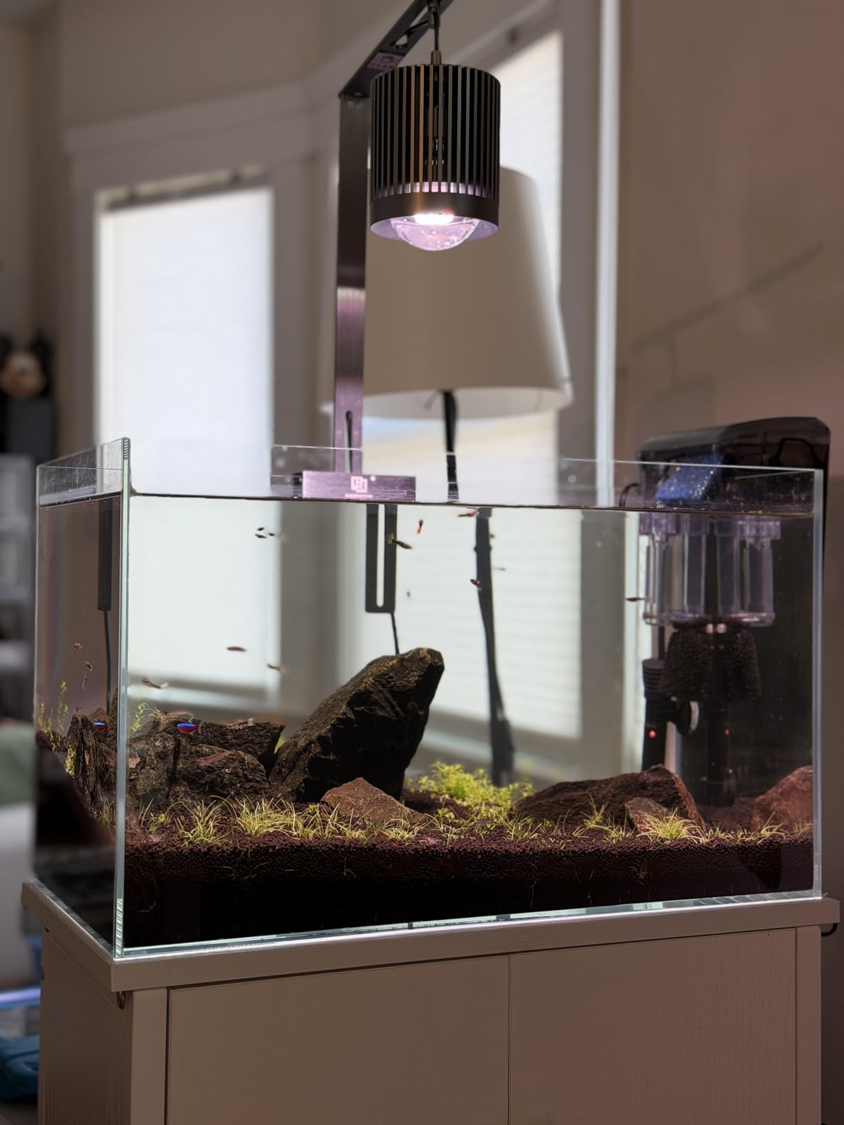 LAQUAL 10 Gallon Ultra Clear Glass Fish Tank, Rimless Low Iron Aquarium for Betta/Nano/Goldfish/Snail/Shrimp, Big Fish Tank & Cover Set & Feeding Ring & Cleaning Tools customer photo 2