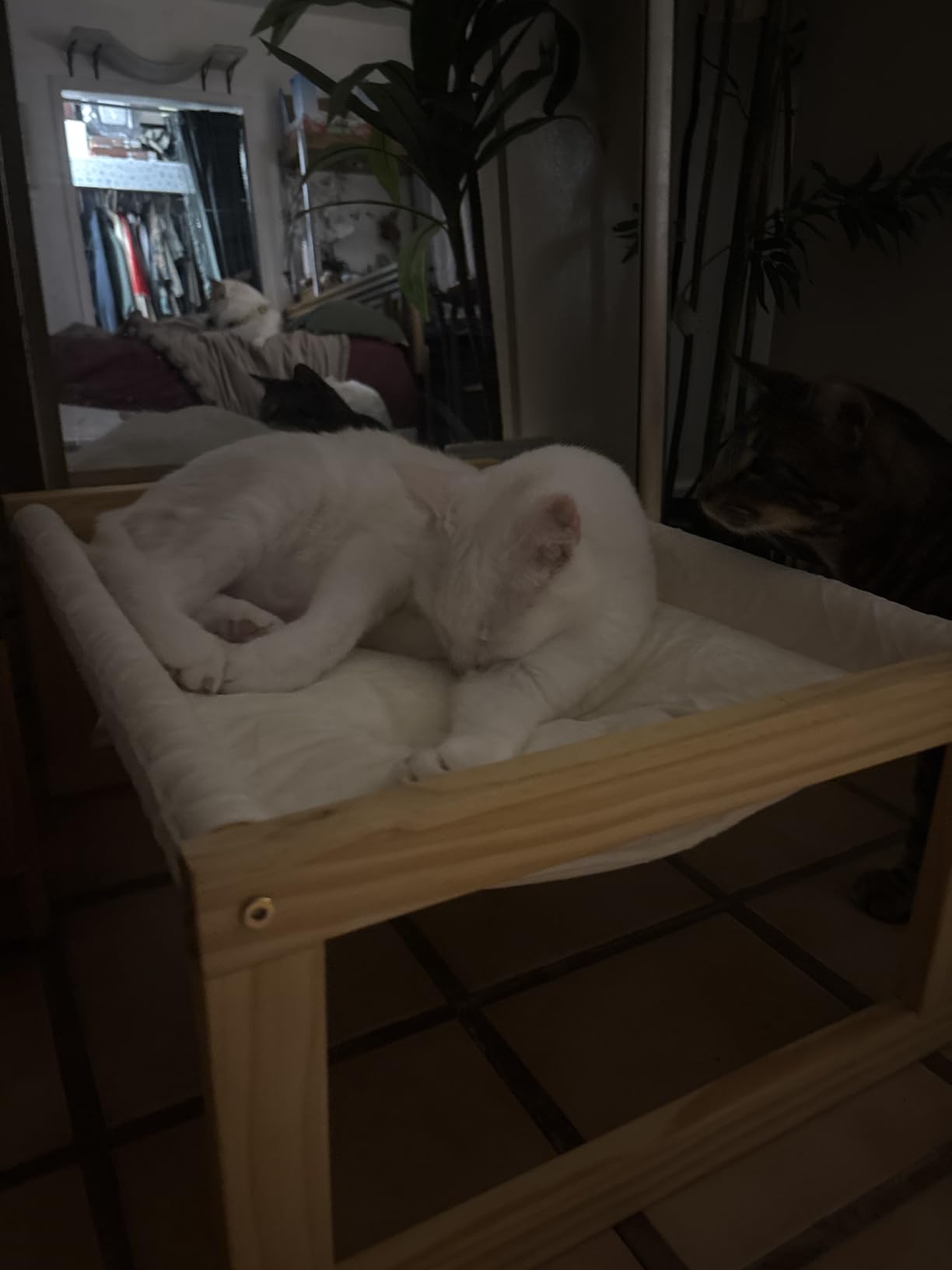 FUKUMARU Cat Bed Hammock, Cozy Velvet Cat Couch for Indoor Cats, Raised Wooden Cats Perch, 21 Inch Pet Sofa, Outdoor Dog Beds, Suitable for Puppy, Bunny and Small Animal, White customer photo 2