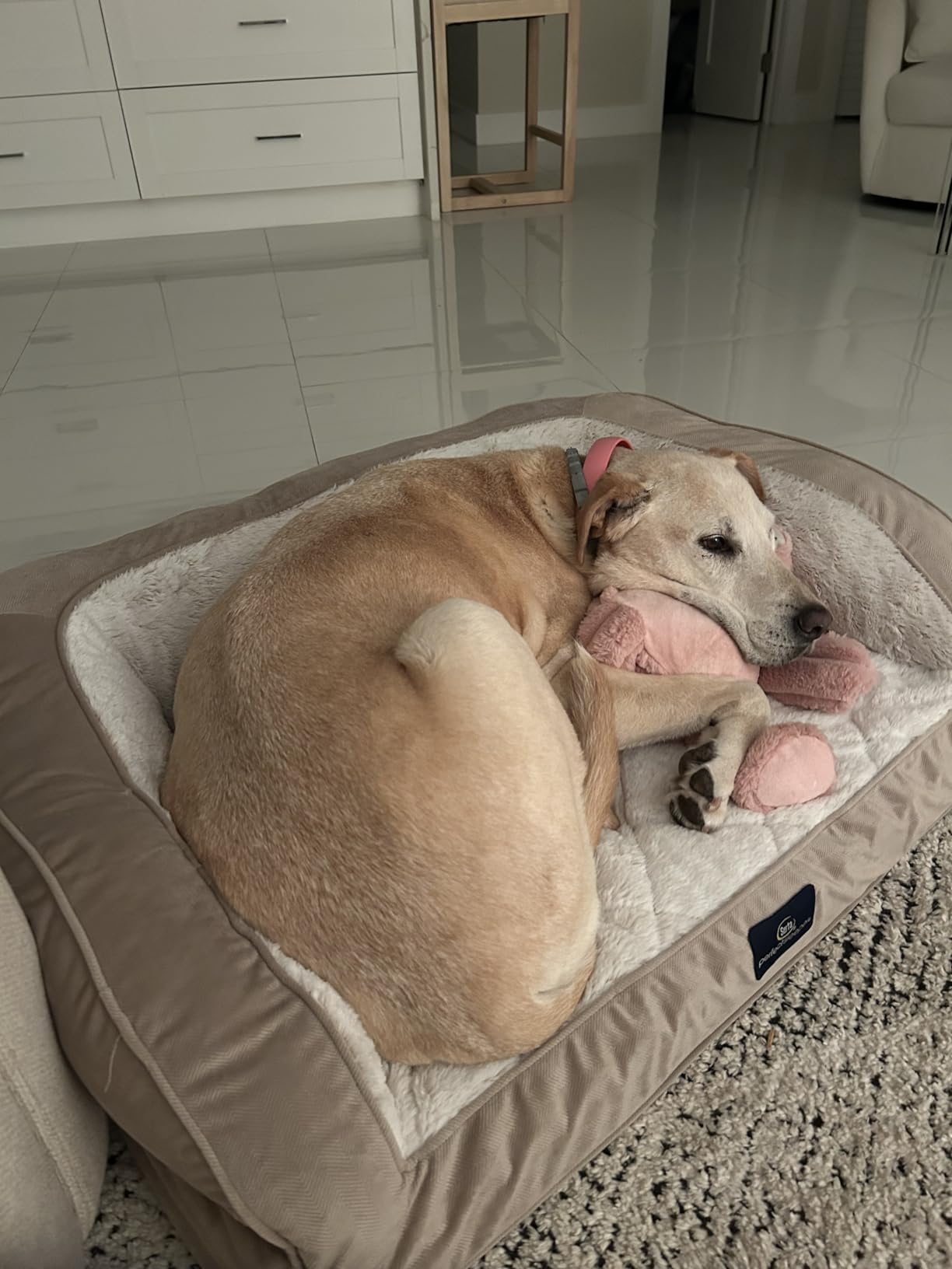 Native Pet Probiotics for Dogs - Dog Probiotic Powder for Gut & Digestive Health, Vet-Formulated 6B CFUs Dog-Specific Probiotic Strains, Supports Stool Quality & Diet Transitions - 30 Scoops customer photo 2