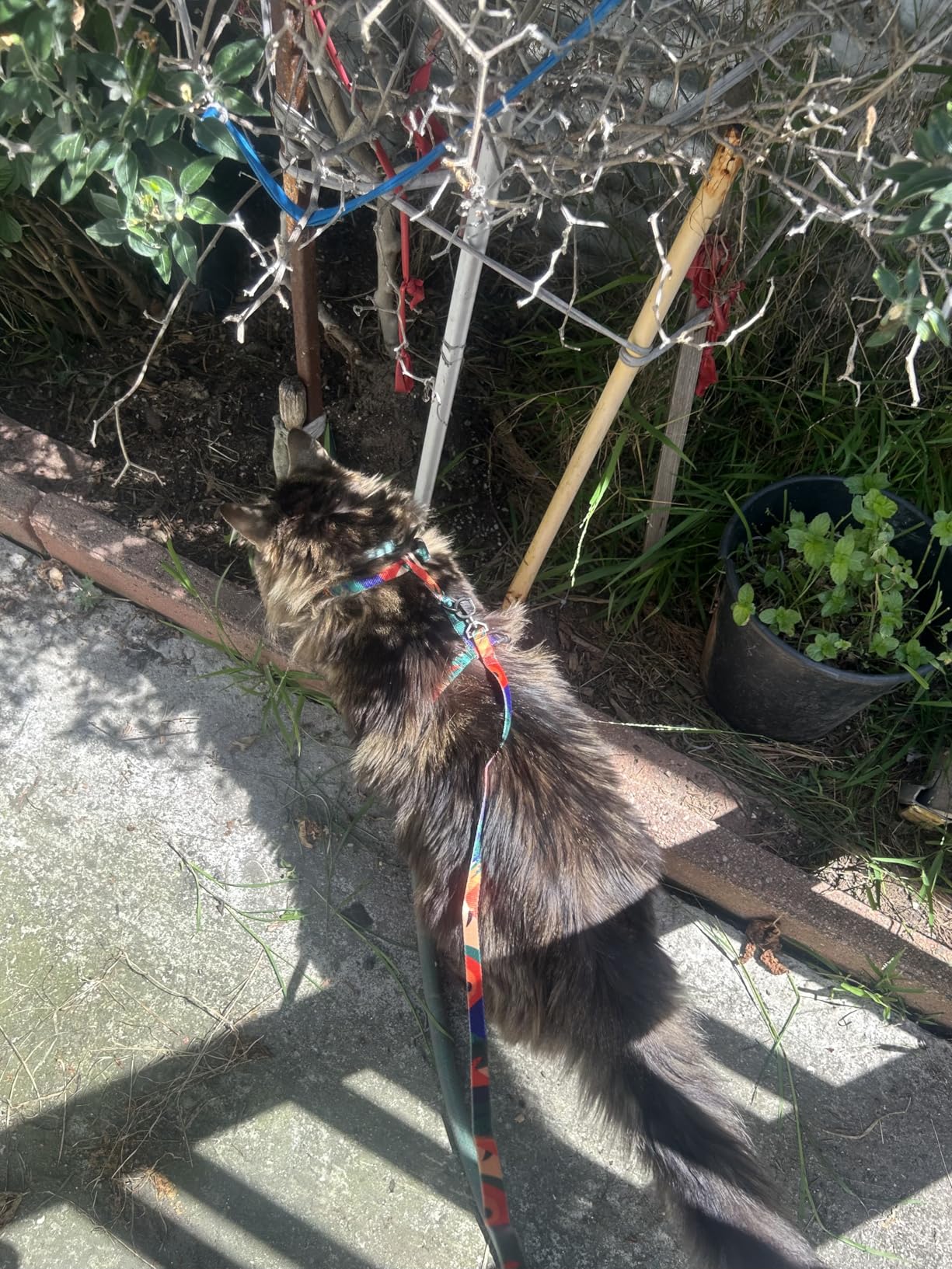 pidan Cat Harness and Leash Set, XL Size for Large Cats, Escape Proof - Adjustable Kitten Harness for Large Small Cats, Lightweight Soft Walking Travel Petsafe Harness (Multicolor-XL Size) customer photo 2