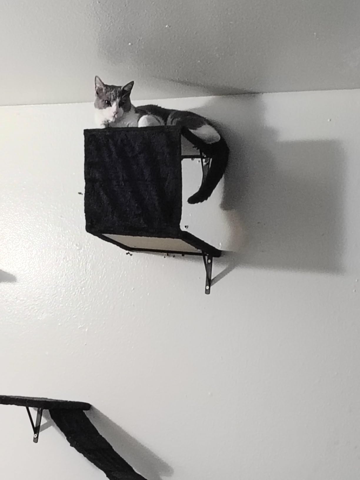 Modern Wall-Mounted Cat Furniture - 5pcs Cat Wall Shelves, Wooden Climber Includes House, Bridge, Tree, Steps, and Scratcher (Black) customer photo 2