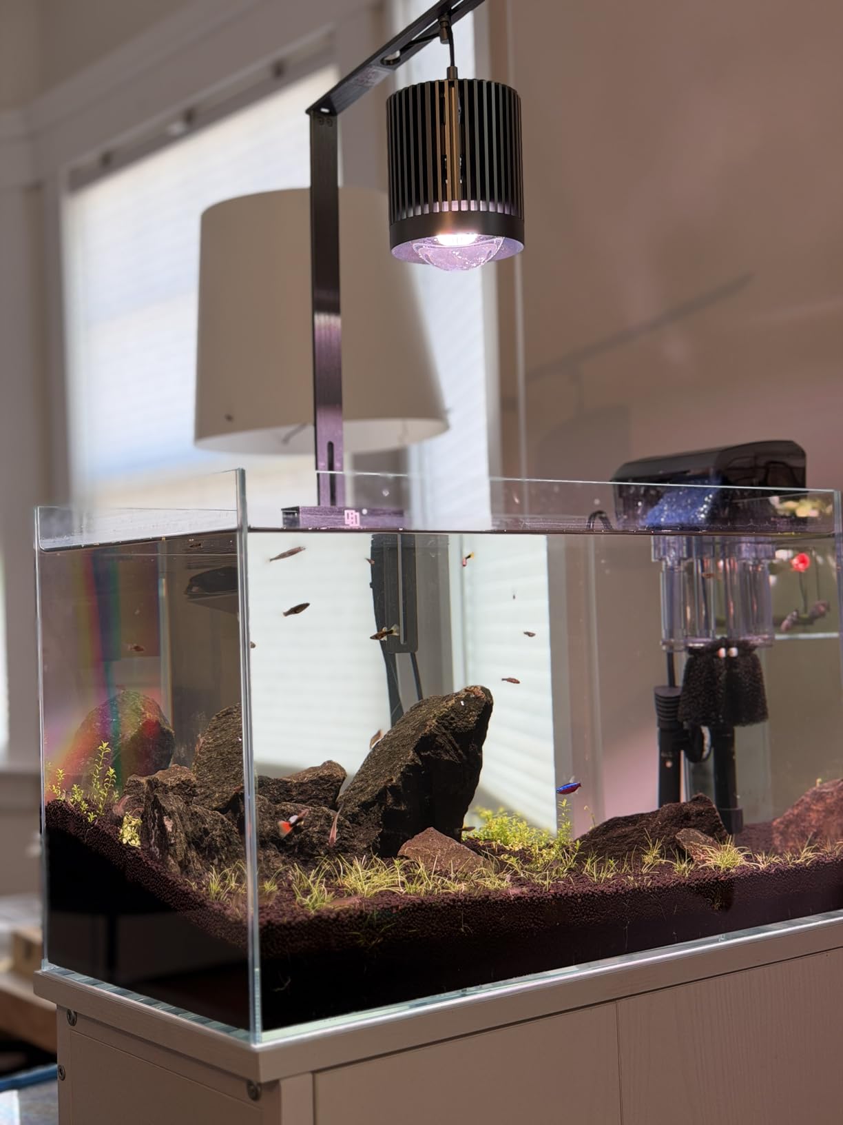 LAQUAL Rimless Glass Aquarium Starter Kit (3 Gal), Ultra Clear Low Iron Glass Fish Tank Set, Small Beta Fish Tank & Filter with Surface Skimmer & 3-Mode LED Light customer photo 1