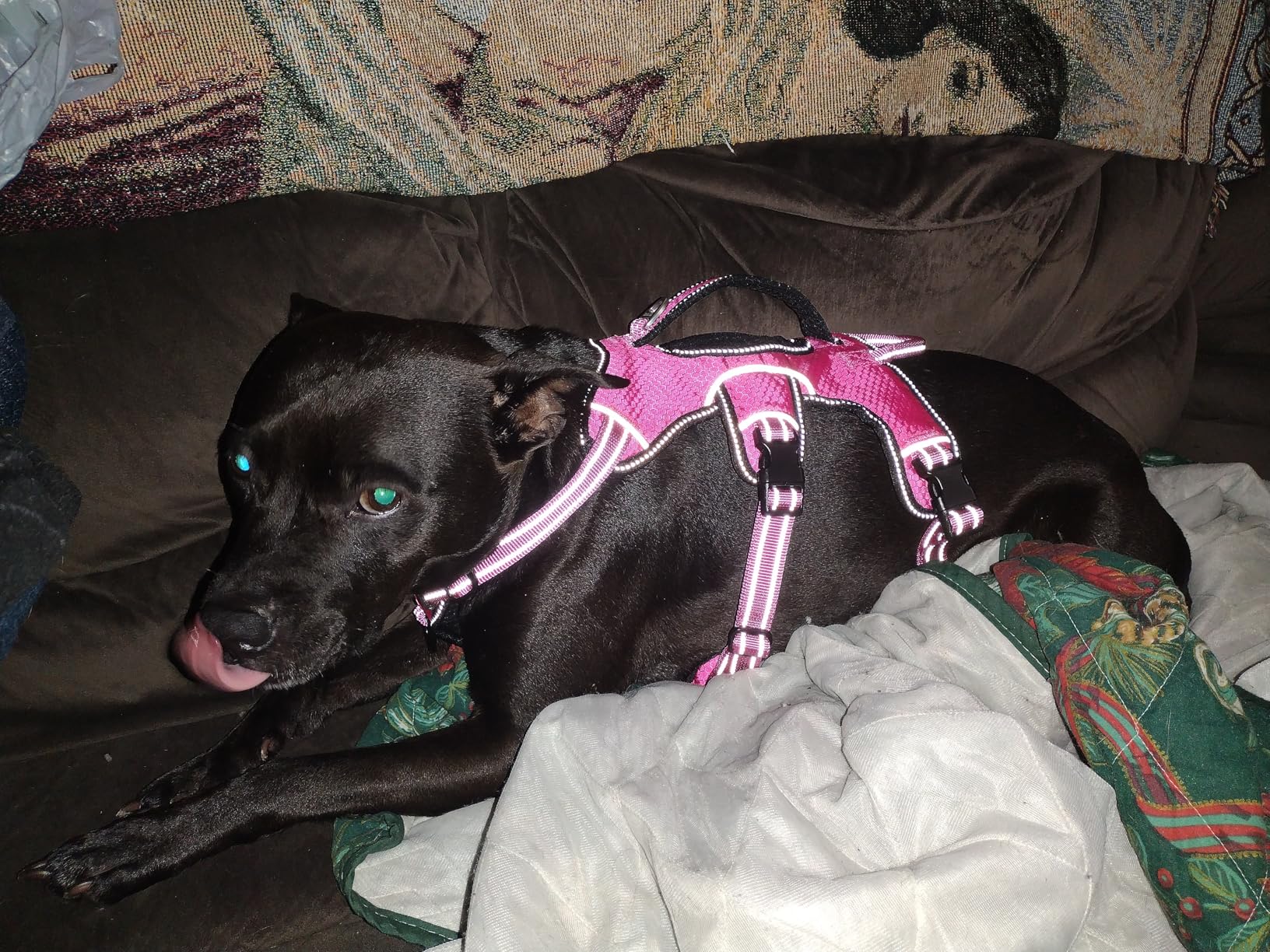 Tuff Pupper Escape Proof No Escape Dog Harness | 5 Point Adjustable Fit Harness for Dogs | Padded Dog Harnesses | Handle Dog Lift Harnesses customer photo 1