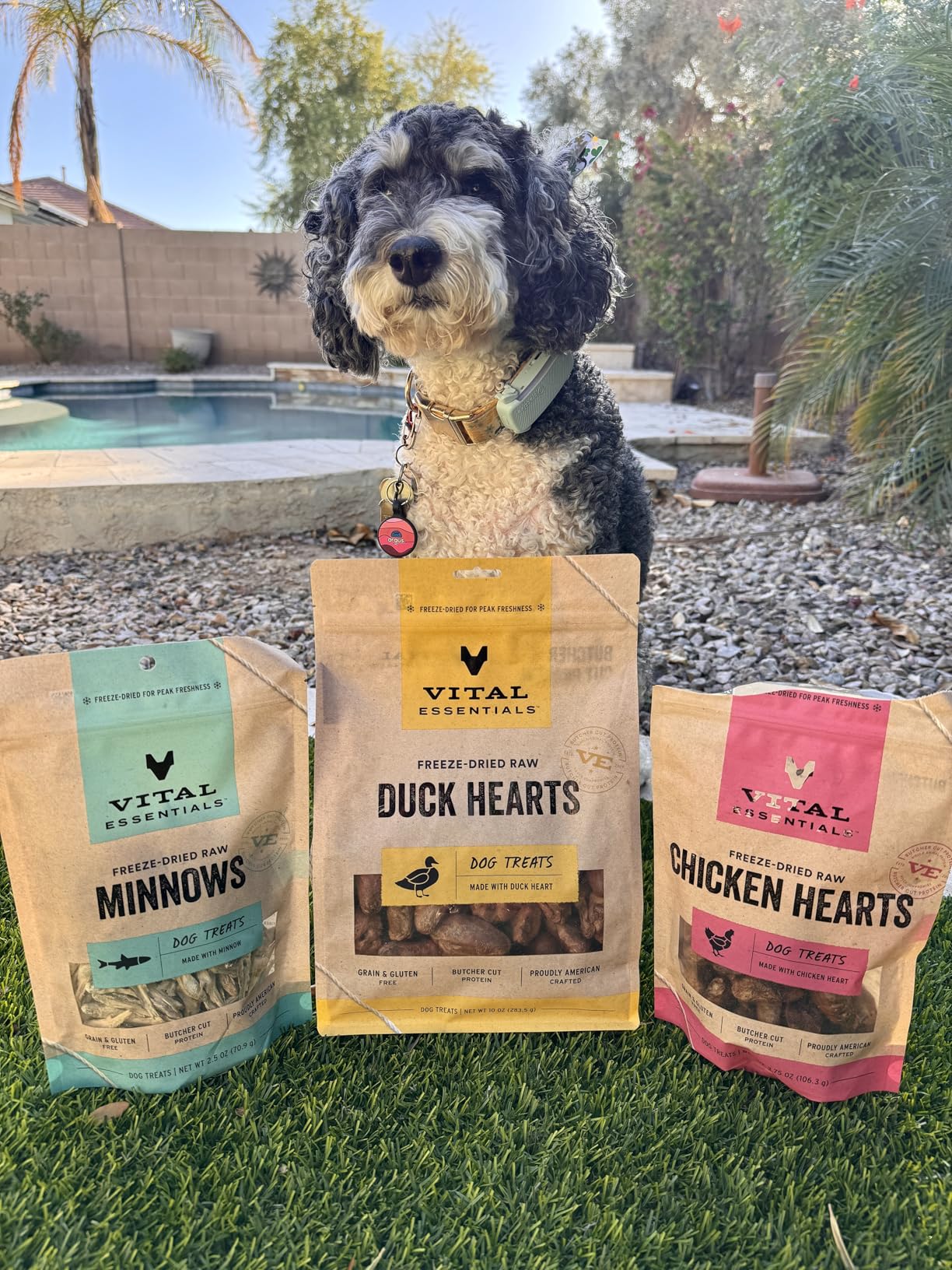 Vital Essentials Freeze Dried Raw Chicken Hearts Dog Treats | Single Ingredient | Premium Quality | Grain Free Treats for Dogs, 1.9 oz Bag customer photo 2