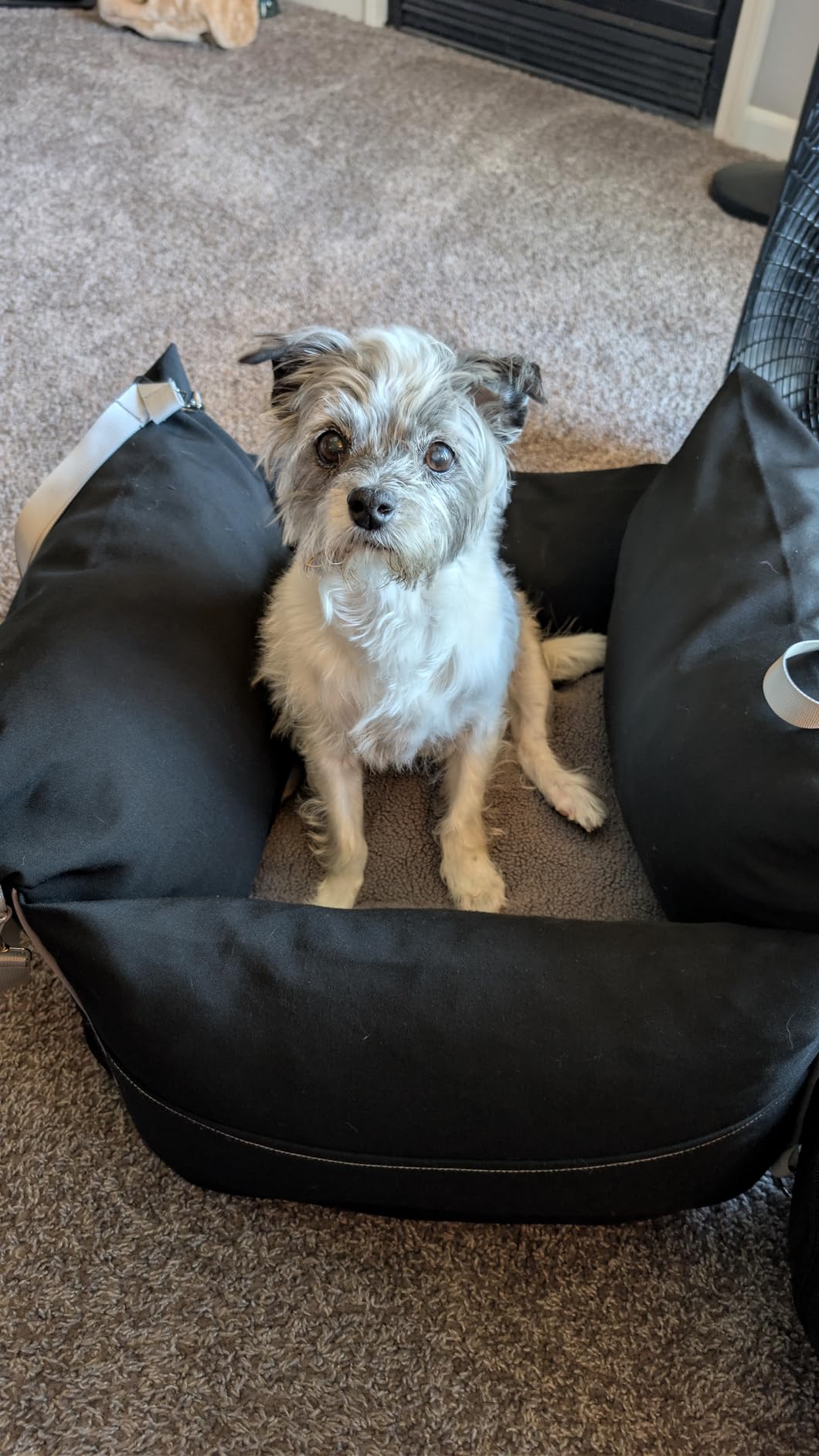 Lesure Small Dog Car Seat for Small Dogs - Dog Booster Seat for Car with Waterproof Bottom, Clip-On Safety Leash and Thickened Memory Foam Filling, Pet Carseat Puppy Travel Carrier Bed, Beige customer photo 1