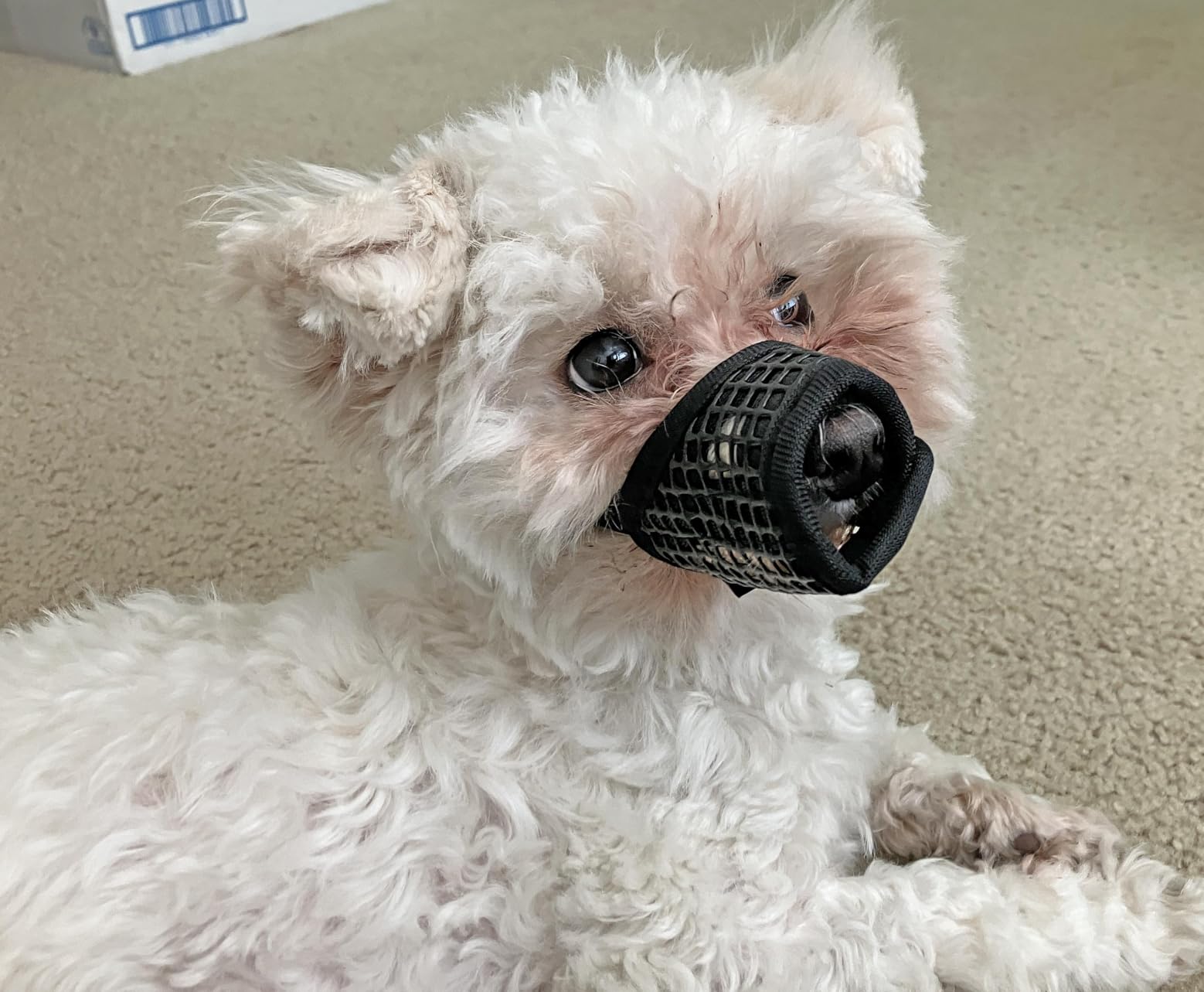 Mayerzon Dog Muzzle, Soft Mesh Muzzles for Small Medium Large Dogs Chihuahua Poodle Husky Labrador Retriever, Breathable Dog Mouth Guard for Biting Chewing Grooming, Allow Panting Drinking (XXS, Black) customer photo 2