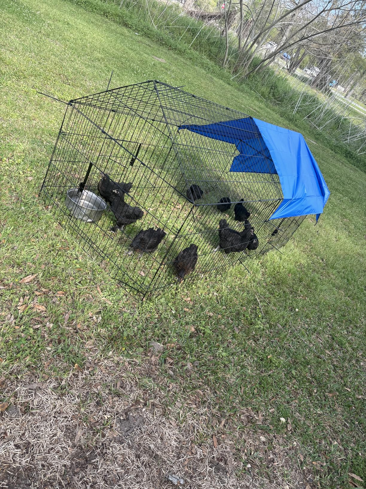 INJOPEXI Metal Chicken Coop 130x40x39 inch Chicken Runs for Yard with Cover Chicken Playpen Enclosure Chicken Pen Kennel Duck Coop Cage for Outdoor Backyard Farm Rabbit Dog Cat Small Animal Poultry customer photo 1