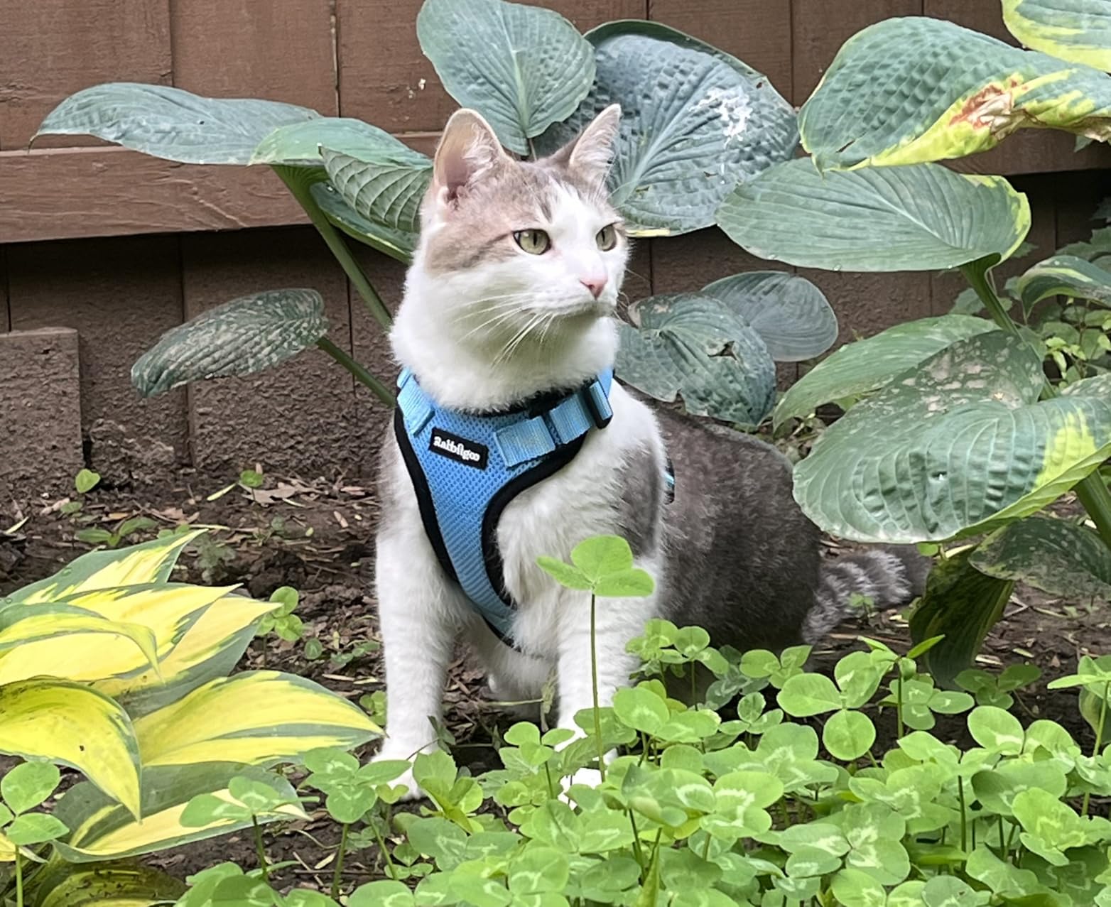rabbitgoo Cat Harness and Leash for Walking, Escape Proof Soft Adjustable Vest Harnesses for Cats, Easy Control Breathable Reflective Strips Jacket, Black, M customer photo 1