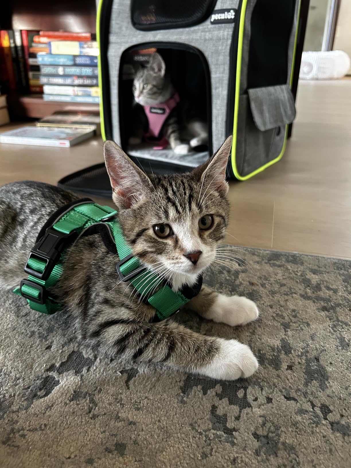rabbitgoo Cat Harness and Leash for Walking, Escape Proof Soft Adjustable Vest Harnesses for Cats, Easy Control Breathable Reflective Strips Jacket, Black, M customer photo 2