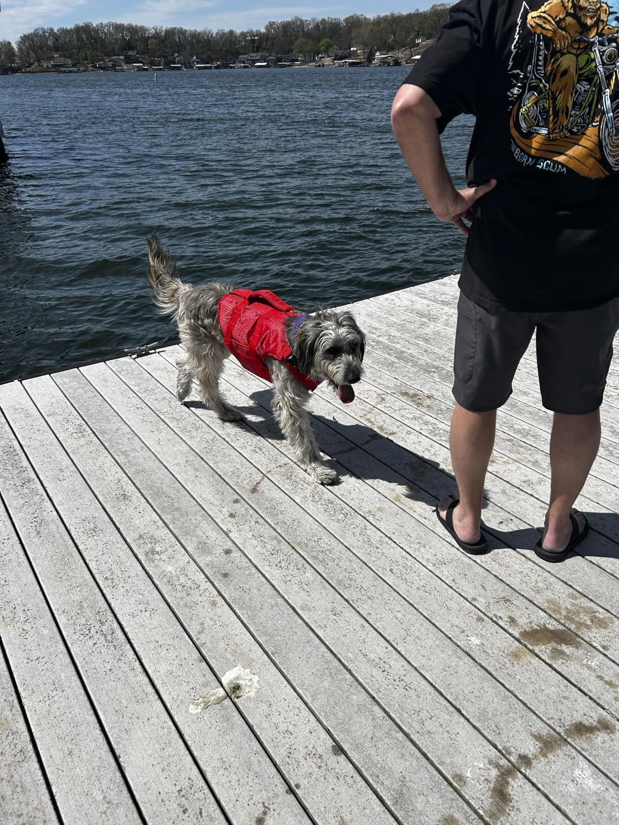 Kuoser Dog Life Jacket High Flotation, Reflective Dogs Life Vest for Swimming Boating, Adjustable Small Medium Large Dog lifejacket, Lightweight Dogs Life Preserver Rescue Handle Spring Summer Pool customer photo 1