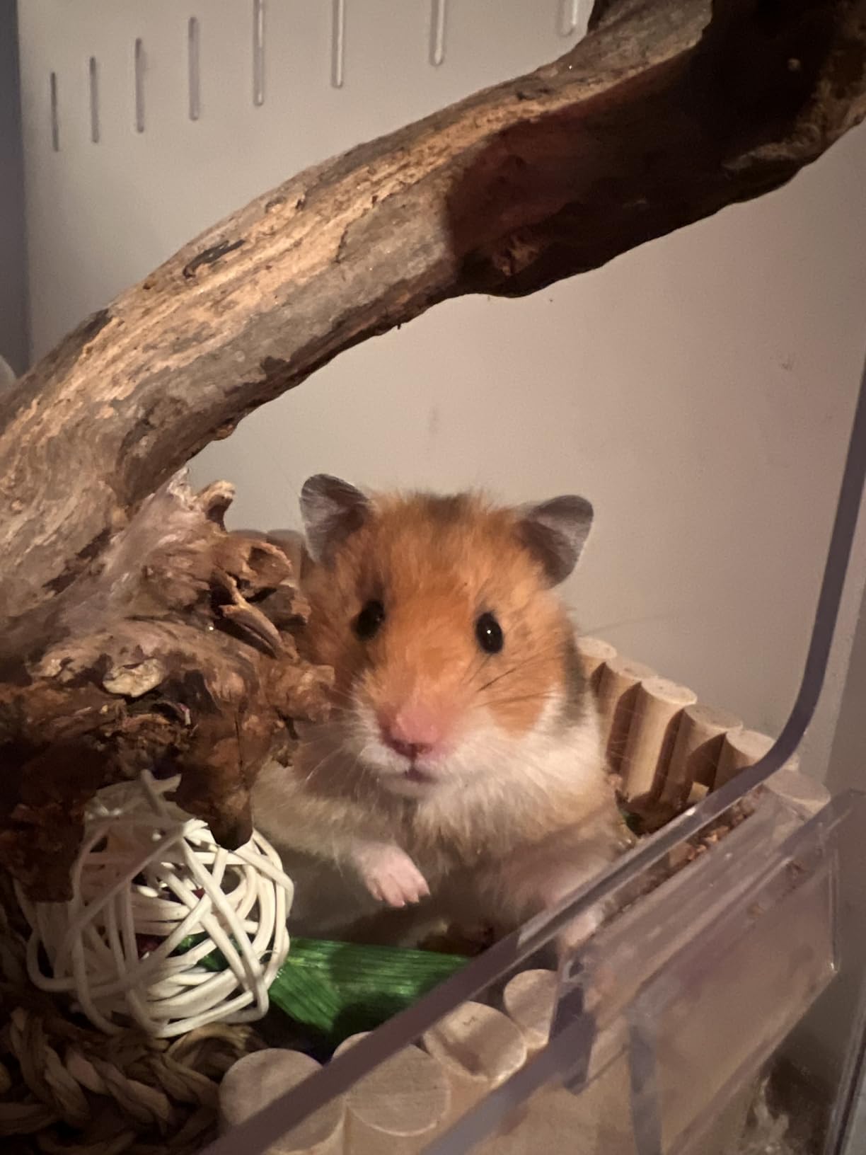 BUCATSTATE Hamster Cage Metal 2.0 - Large Hamster Enclosure Stackable with Top Access Easy Assemble 39.3L*19.7W*20.6H Inches Dwarf Syrian Hamster Tank for Gerbil, Mouse, Rat (774sq inch White) customer photo 1
