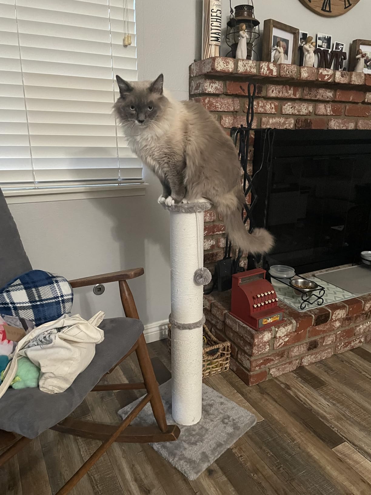 PAWSCRAT Cat Scratching Post 32 Inch High, 5.5 Inch Large Diameter Natural Sisal Cat Scratch Post, Scratch-Resistant and Durable Tall Cat Scratcher for Indoor Cats, Protect Your Furniture, Beige customer photo 1