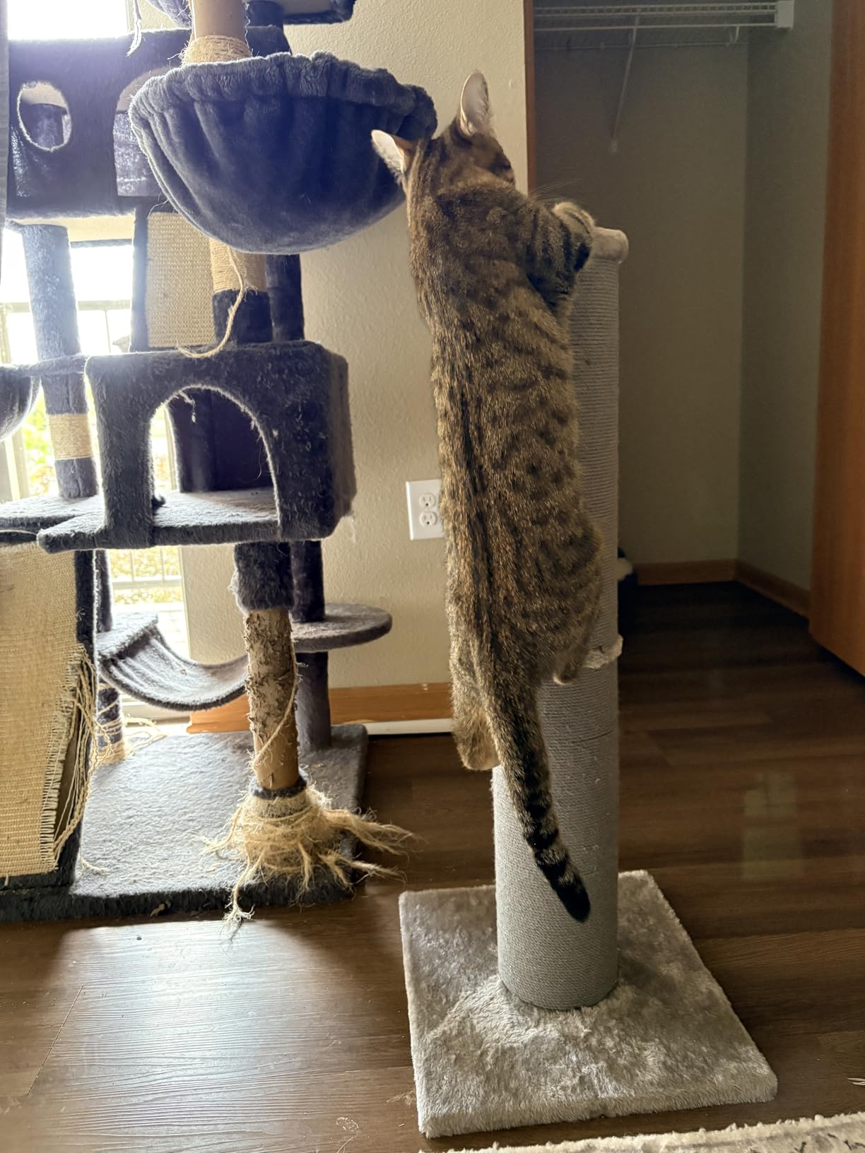 PAWSCRAT Cat Scratching Post 32 Inch High, 5.5 Inch Large Diameter Natural Sisal Cat Scratch Post, Scratch-Resistant and Durable Tall Cat Scratcher for Indoor Cats, Protect Your Furniture, Beige customer photo 2
