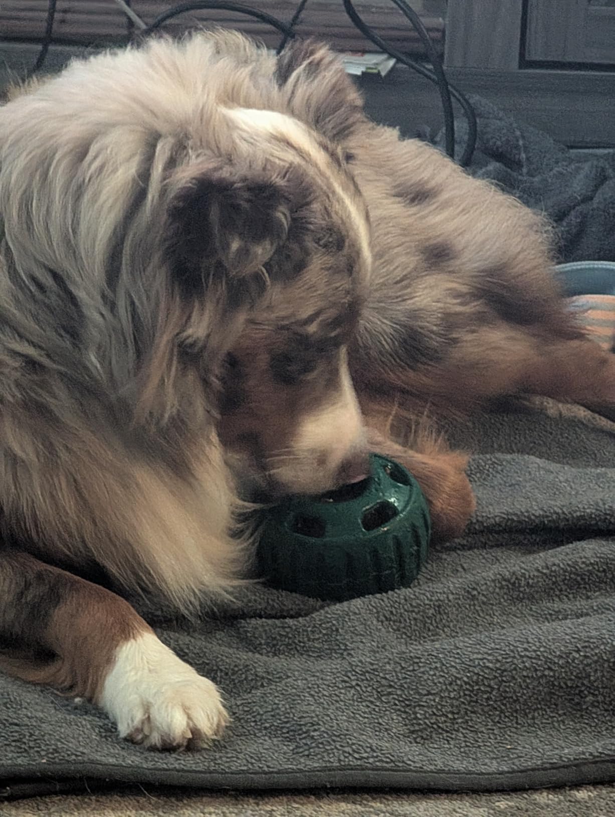 WOOF Starter Pack - Interactive Dog Ball Toy for Boredom - Dog Treat Molds Silicone - Chicken-Flavored Healthy Treats for Dogs - Pupsicle Doggy Enrichment Toy - for Large Pups customer photo 1