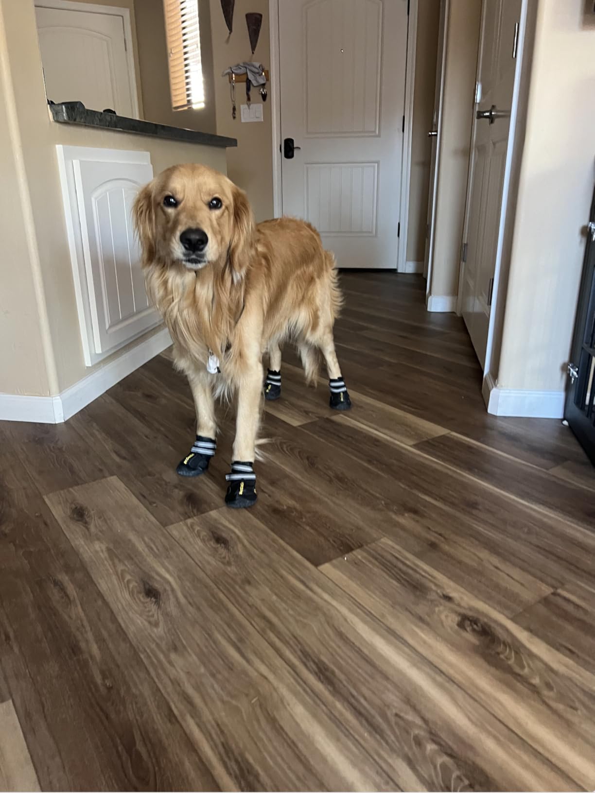 DcOaGt Dog Shoes for Large Dogs XXL - Waterproof Dog Boots with Anti-Slip Sole, Breathable Reflective Paw Protectors for Hot Pavement, Summer, Winter Snow, Hiking customer photo 1