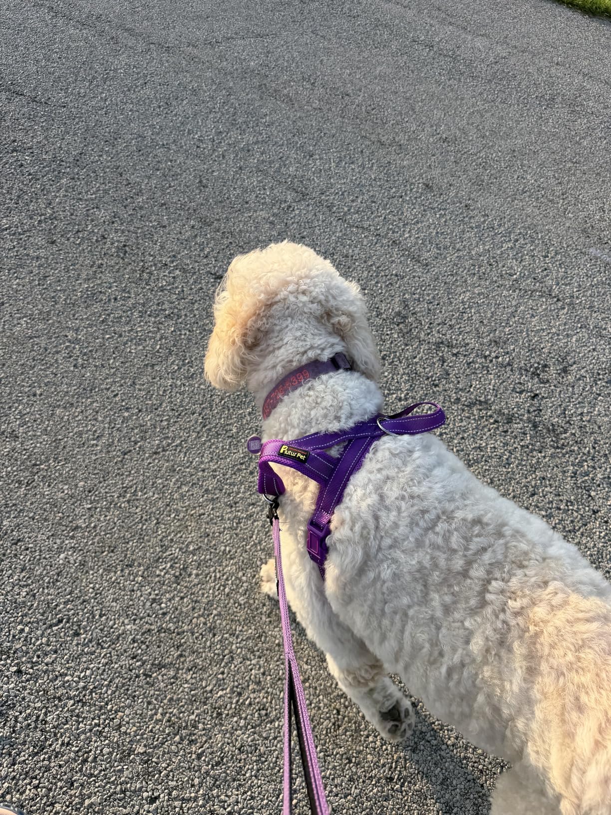 Plutus Pet No Pull Dog Harness with Breathable Mesh Padded, Adjustable Reflective Escape Proof Dog Harness, Quick Fit Dog Vest Harness for Small Medium Large Dogs (M, Beige) customer photo 2