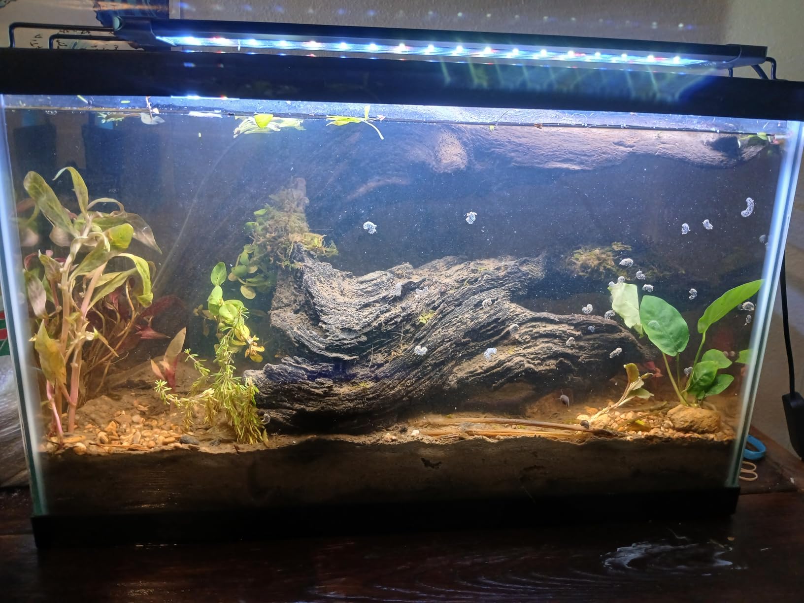 Pawfly 11W Aquarium LED Light for 12-18 Inch Fish Tanks, Full Spectrum with Daytime & Night Modes and Adjustable Brightness customer photo 2
