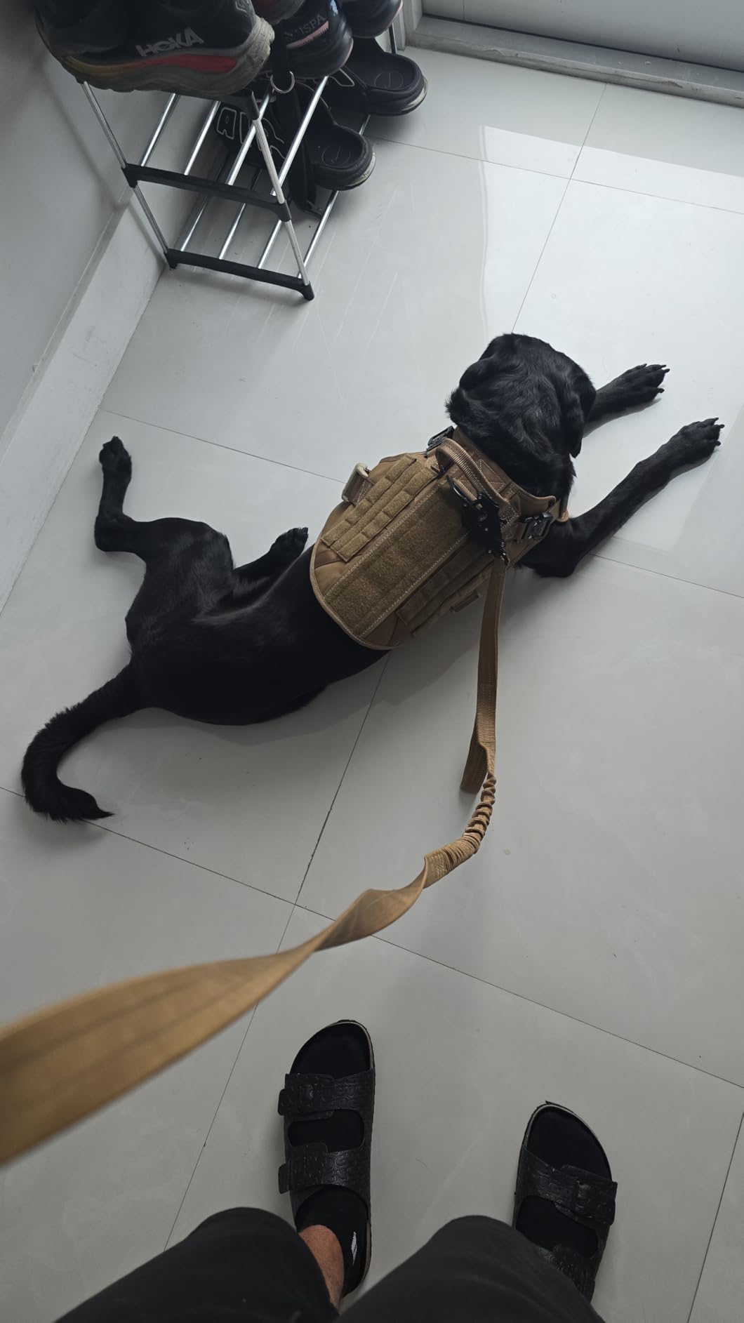 ICEFANG Tactical Dog Leash,K9 Training Walking Bungee Lead with 2 Control Handle,Heavy Duty Quick Release Metal Clasp,Hands Free D-Ring for Medium Large Dogs (6ft,Reflective Brown) customer photo 1