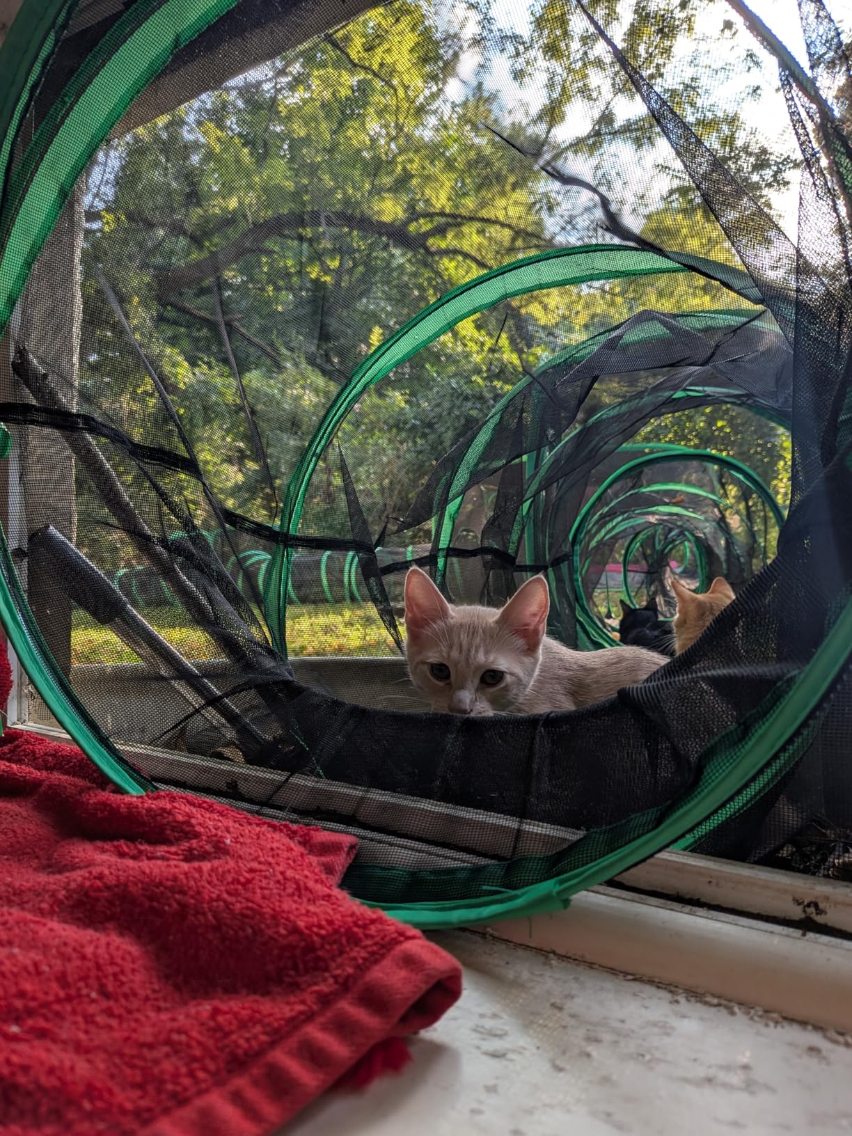 Pawtenda 6-in-1 Cat Tents for Outside, Portable Outdoor Cat Enclosures for Indoor Cats, Pet Play Cage with Tunnels for Outside, Outdoor Catio, Pet Playpen Including 3 Tents and 3 Tunnels customer photo 2