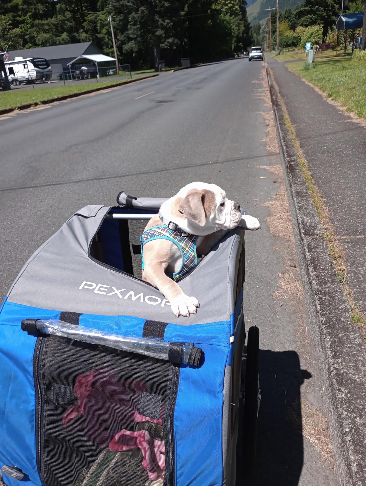 PEXMOR Dog Bike Trailer - Folding Pet Cart w/Universal Hitch, Cargo Carrier for Dog & Quick Release 20