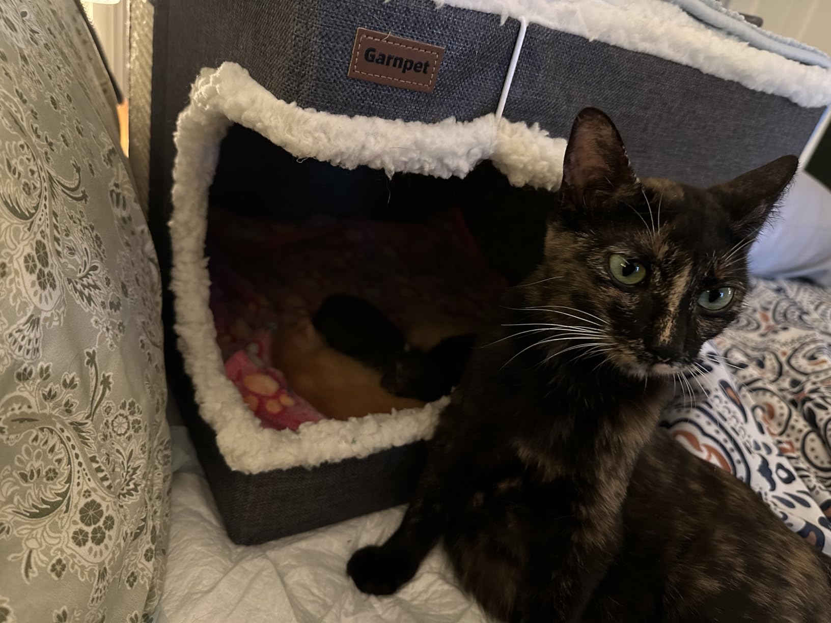 Garnpet Cat Bed for Indoor Cats Cube House, Covered Cat Cave Beds & Furniture with Scratch Pad and Hideaway Tent, Cute Modern Cat Condo for Multi Small Pet Large Kitten Kitty, Grey customer photo 1